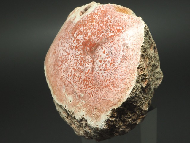 超希少！ピンク！珪化木【Petrified Wood】【139ｇ】マダガスカル共和国産/ペトリファイドウッド/化石