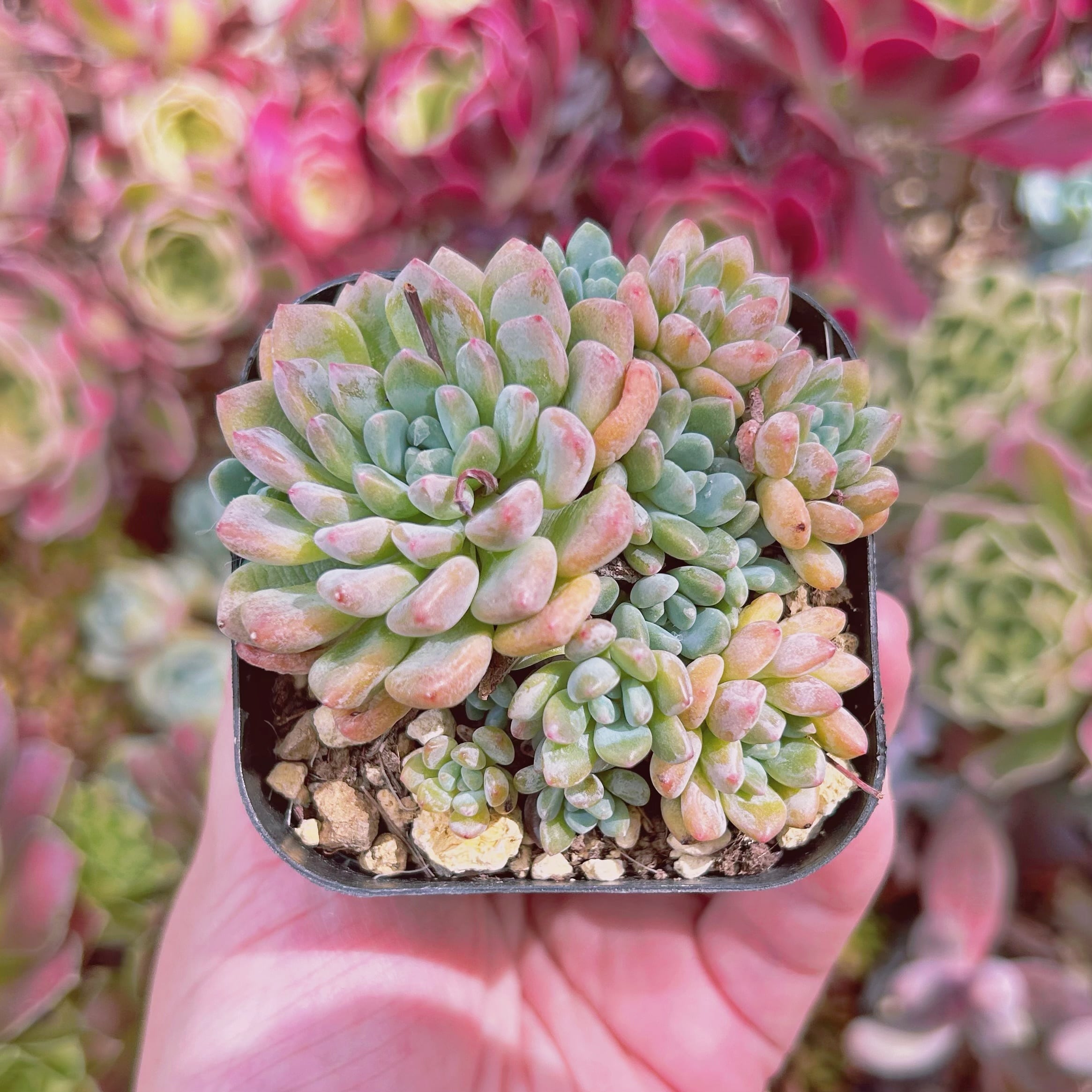 #902現物　多肉植物　ブルーグロブローサ　抜き苗