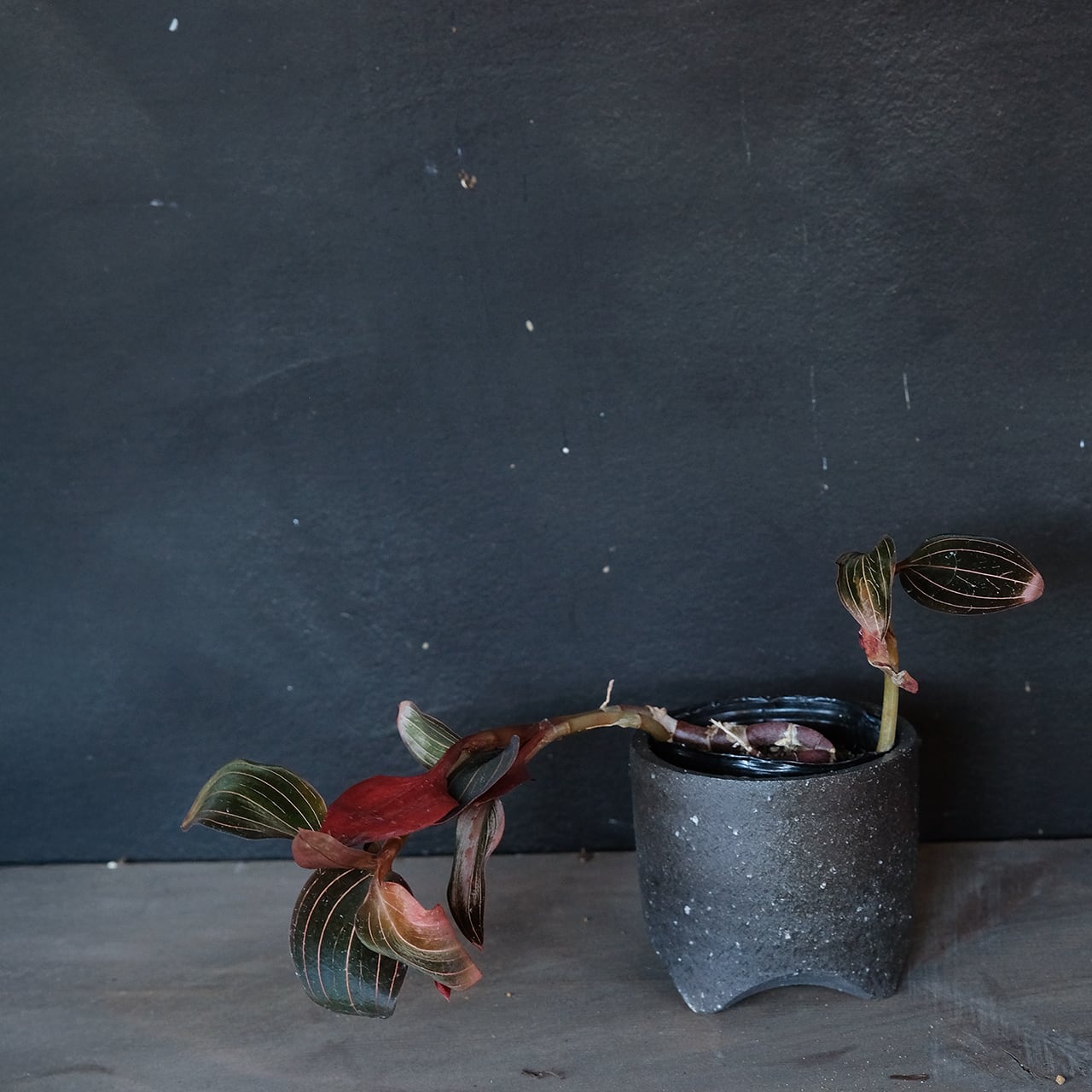 鈴木環 KAN SUZUKI  植木鉢 黒丸