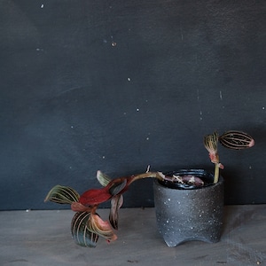 鈴木環 KAN SUZUKI  植木鉢 黒丸