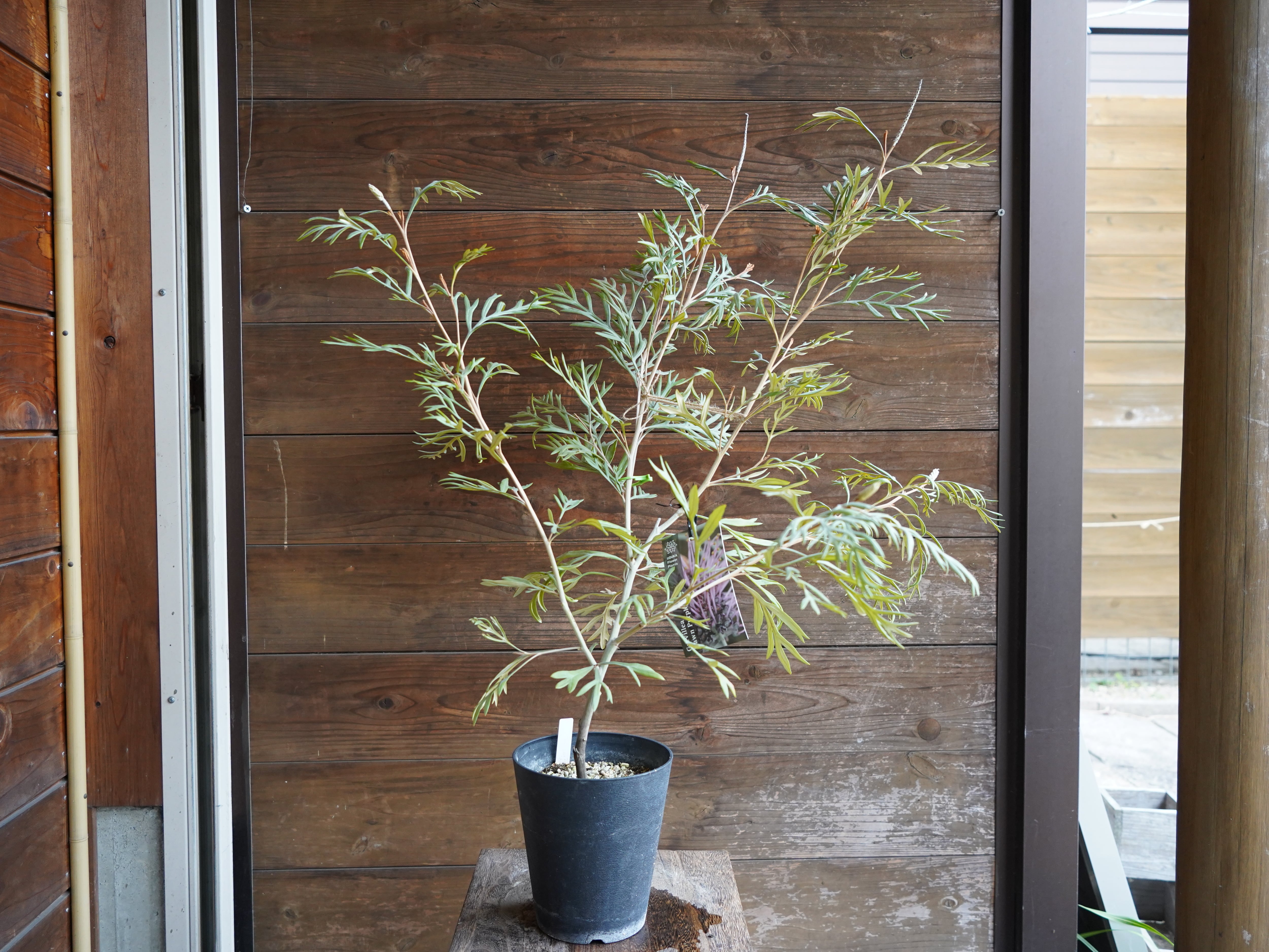 【現物】グレビレア　”ドーンパープル”　B