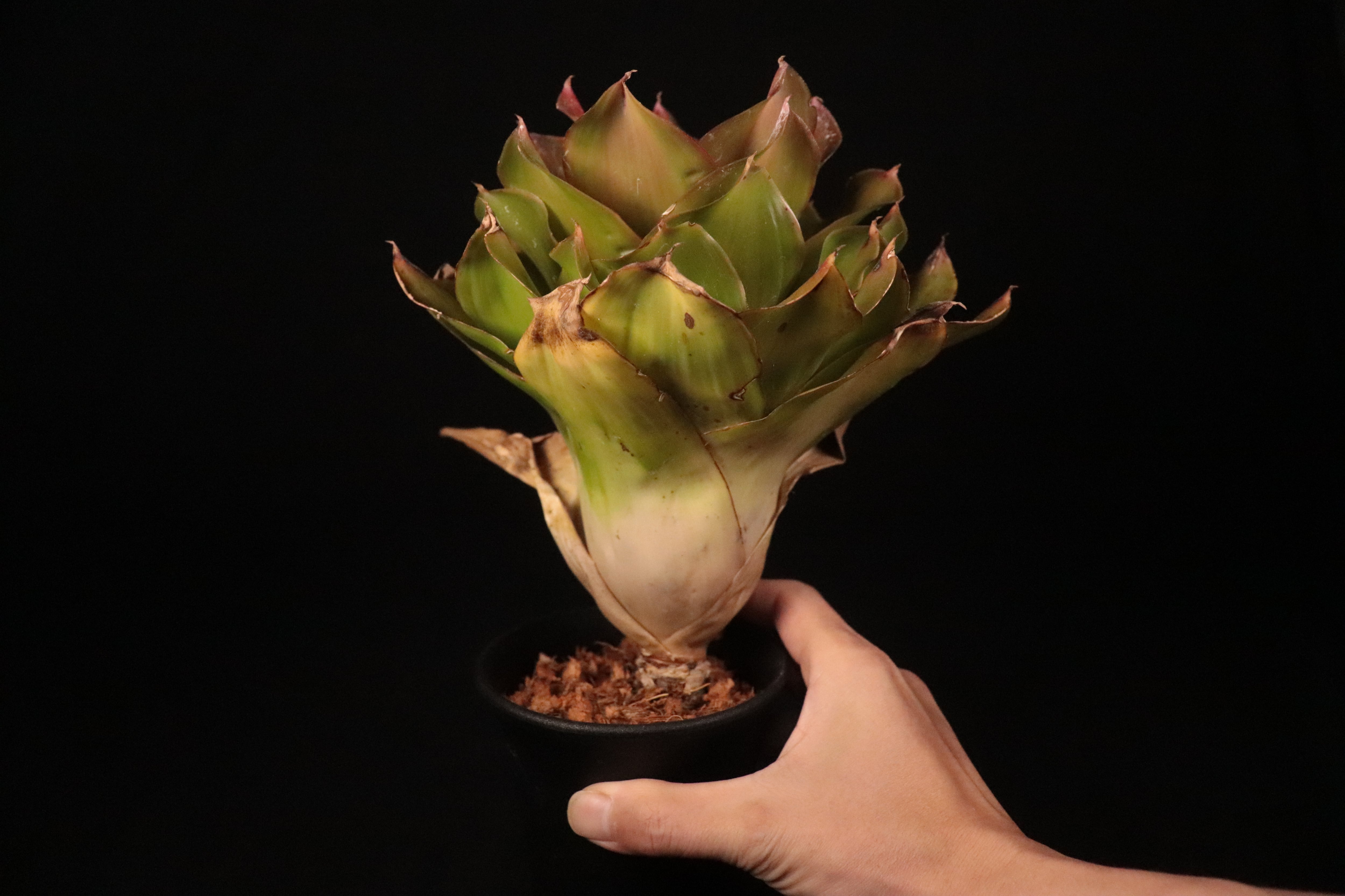 送料無料】Neoregelia 'Medusa' Spineless〔ネオレゲリア〕現品発送