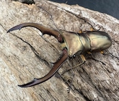 【WD】《メタリフェルホソアカ亜種アエノミカンス 52.5mm ペア》