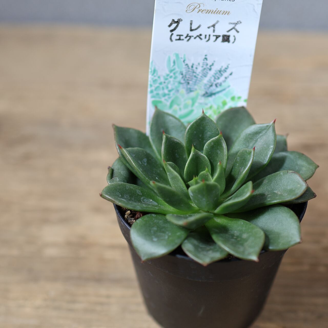 815『エケベリア選べる2点セット』観葉植物【送料無料】 | MARX PLANTS