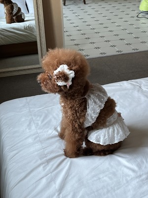 予約【pecoramou select】エンジェルウィングスカート