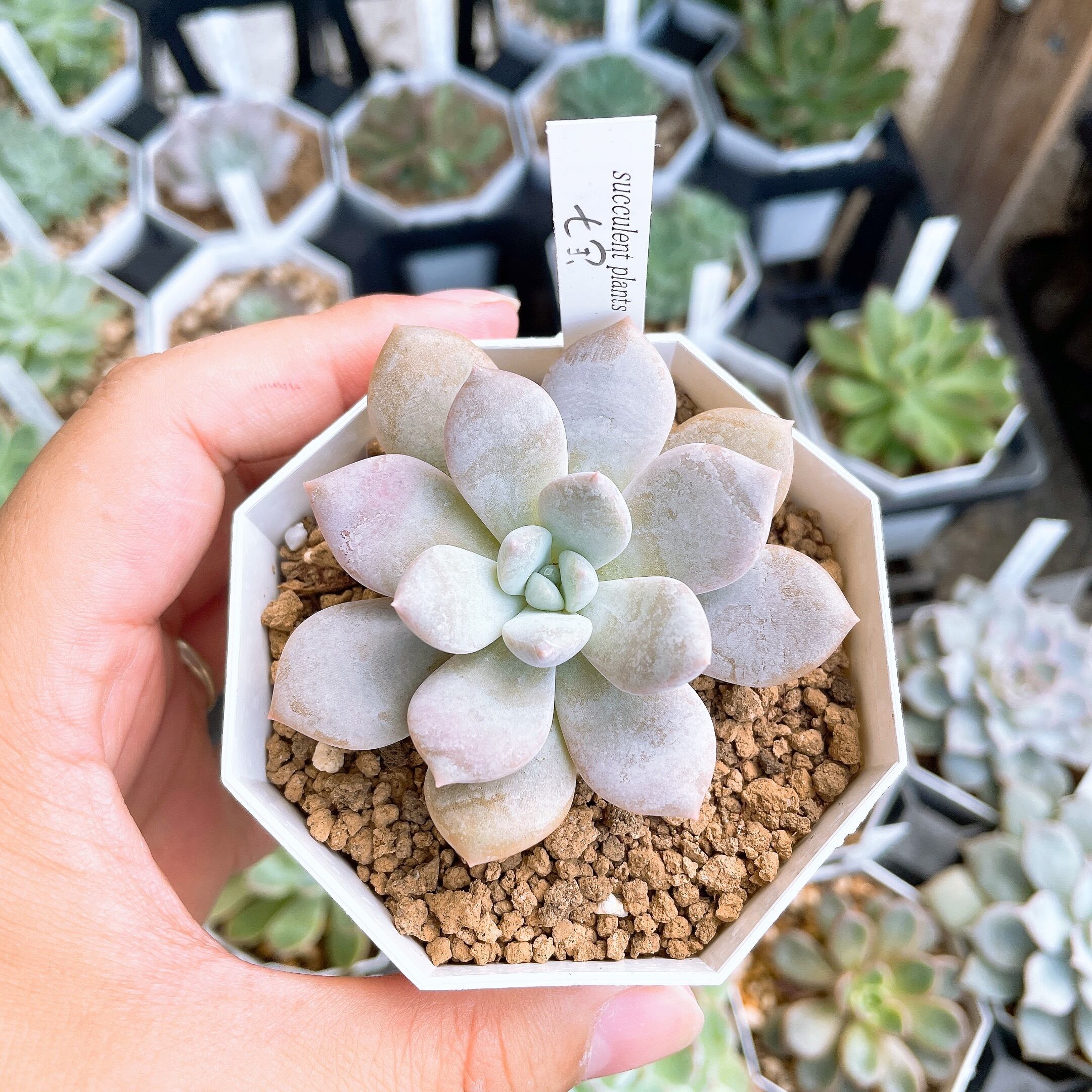 ハオルチア トロピカルナイト錦 極上斑