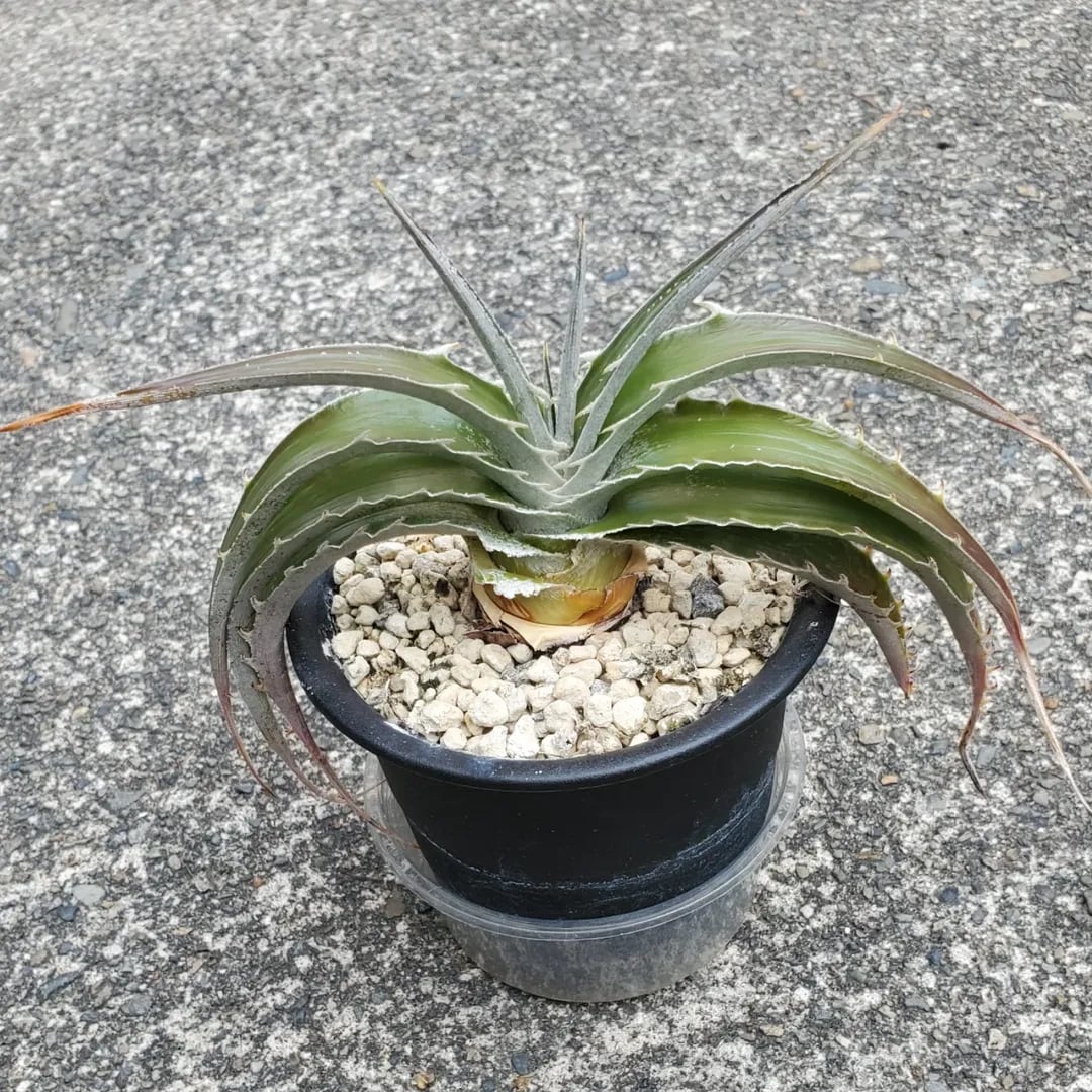 F00264_【PS1】Dyckia estevesii Hybrid：ディッキア・ハイブリッド