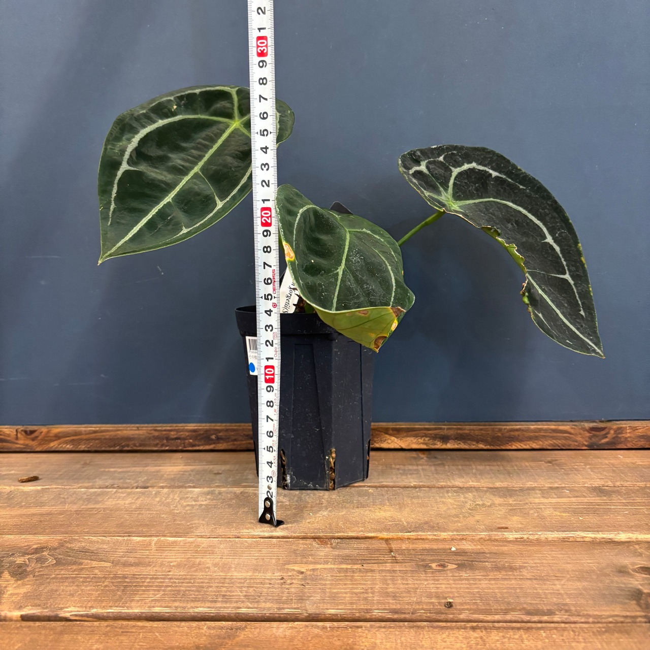 アンスリウム フォルゲッティ【1090】