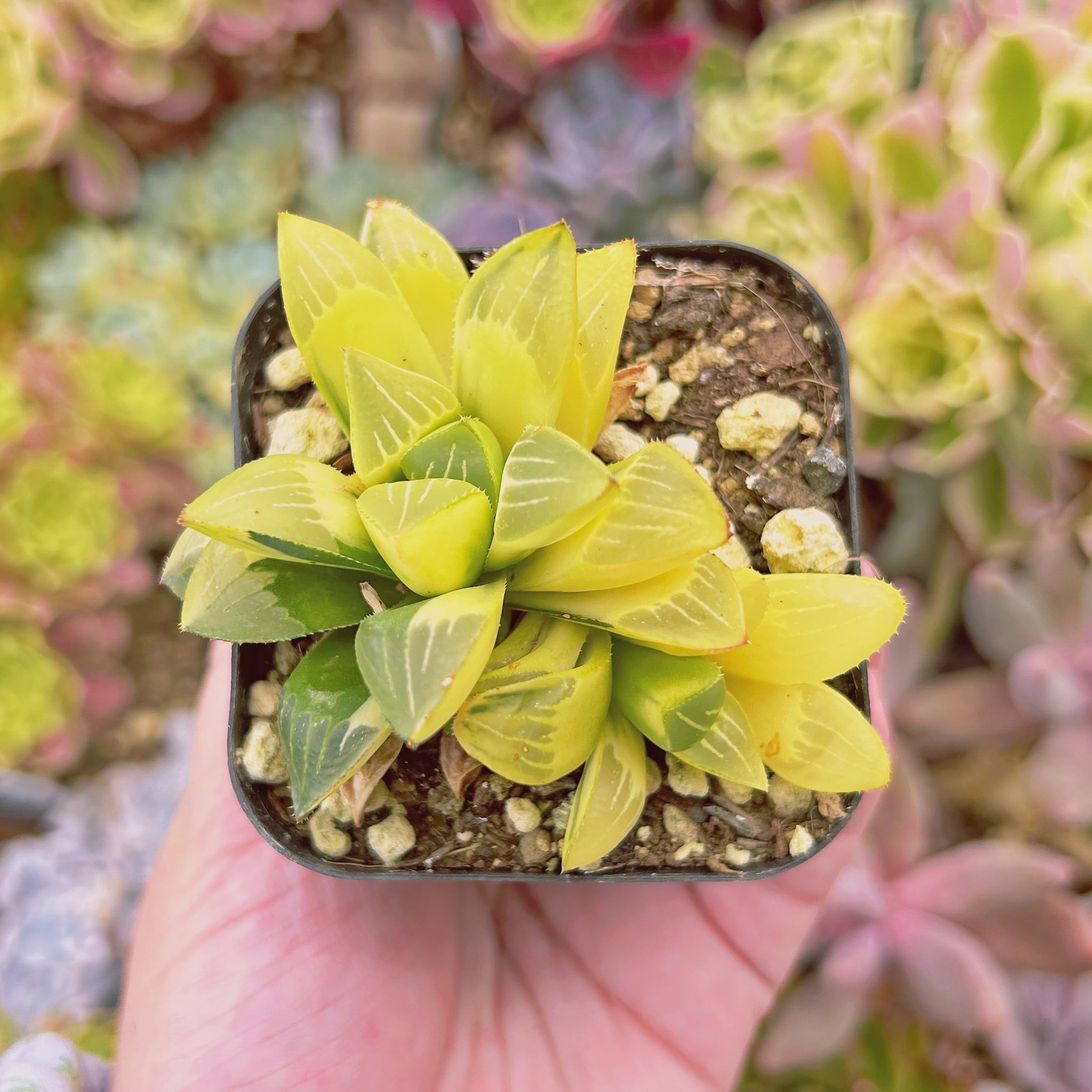 #925現物　多肉植物　姫寿錦　抜き苗