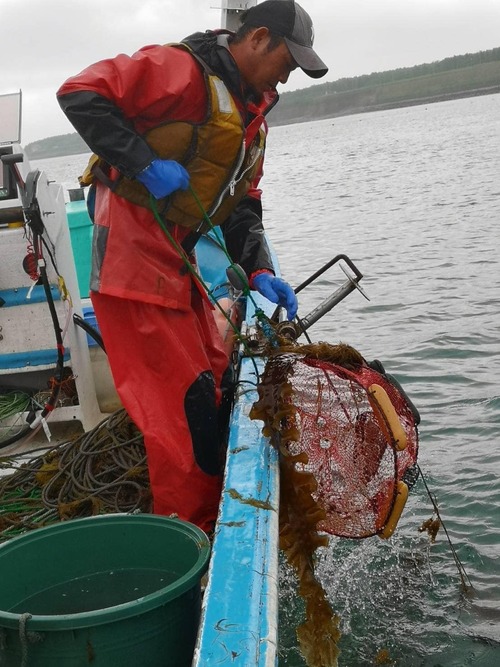 北海道標津であがる地タコを使った生タコしゃぶしゃぶ（出汁付き）冷凍2パック