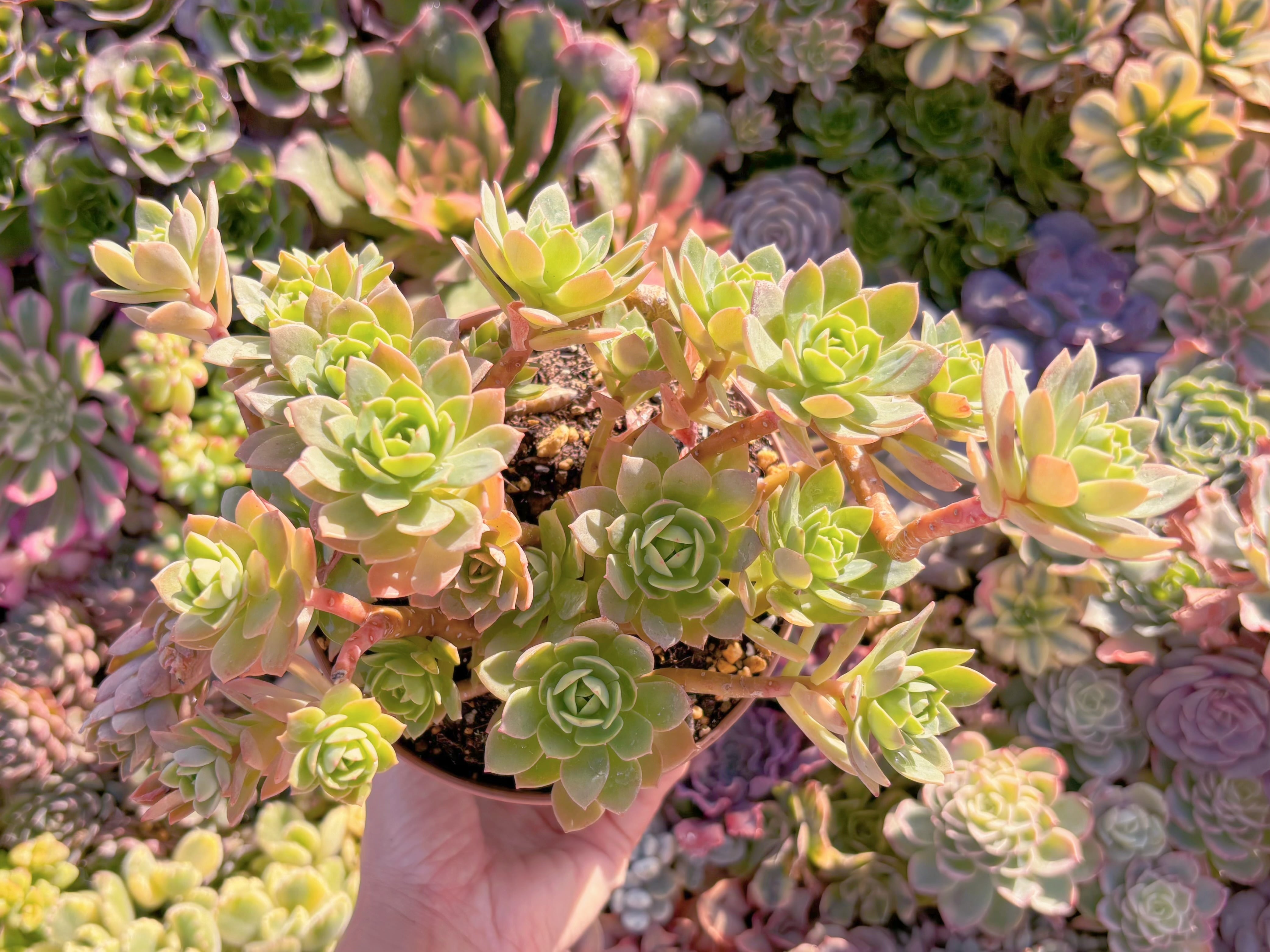 現品　グリーンローズ#C41　るる農園