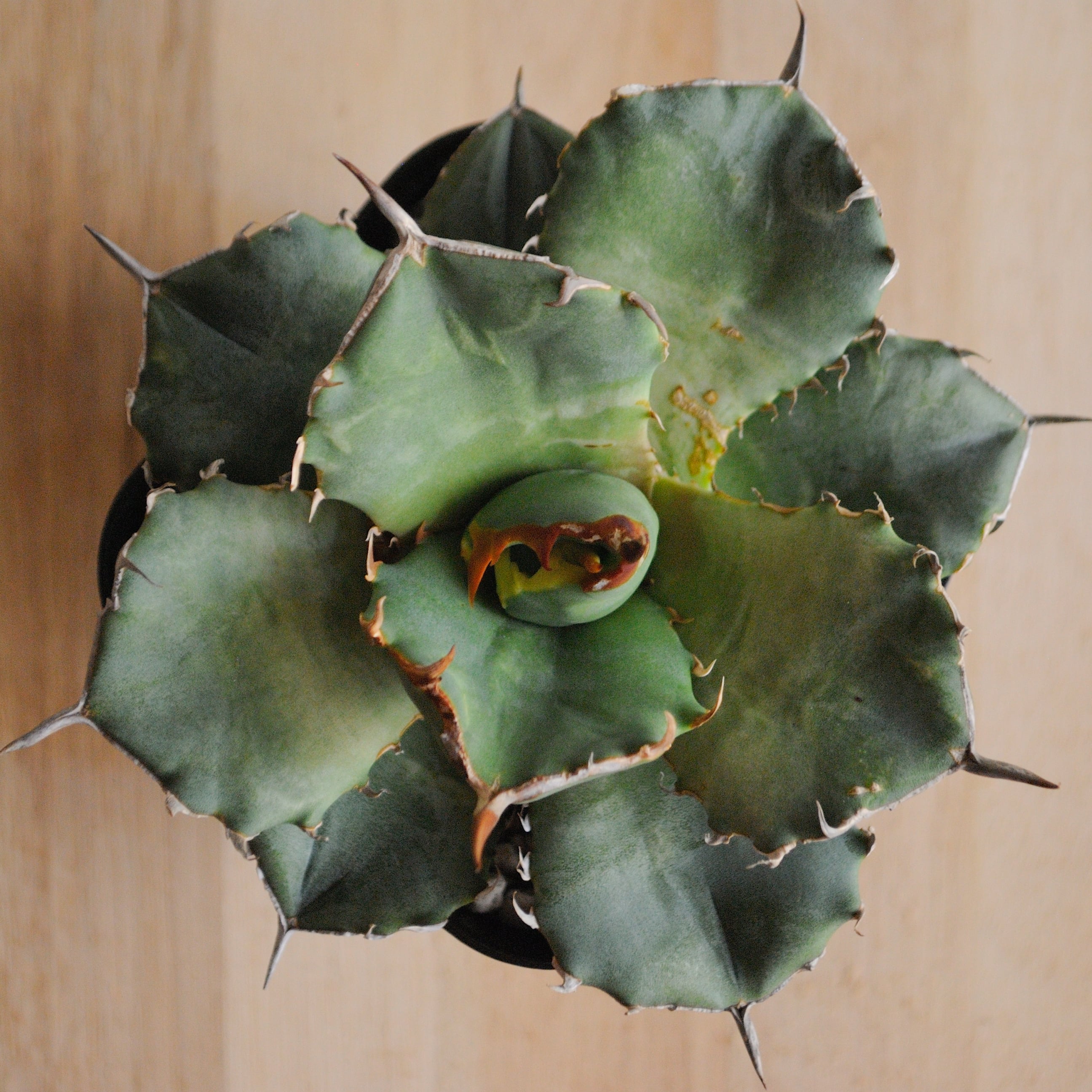 アガベ チタノタ FO-076 コンパクタ from GG | Agave Rocon アガベ チタノタ FO-076 コンパクタ from GG | Agave Rocon