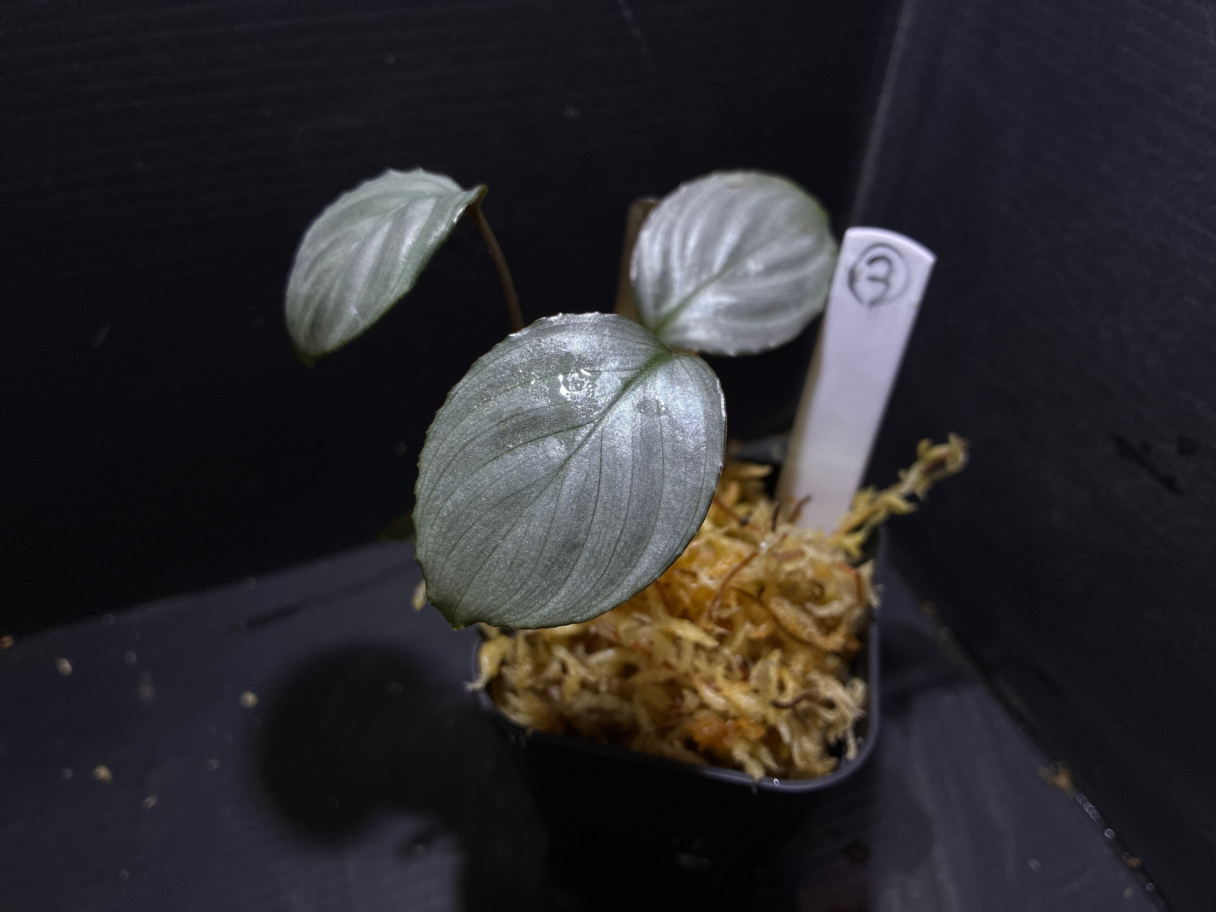 Bucephalandra sp.Kedagang Pink Variegata（ブセファランドラsp.クダ