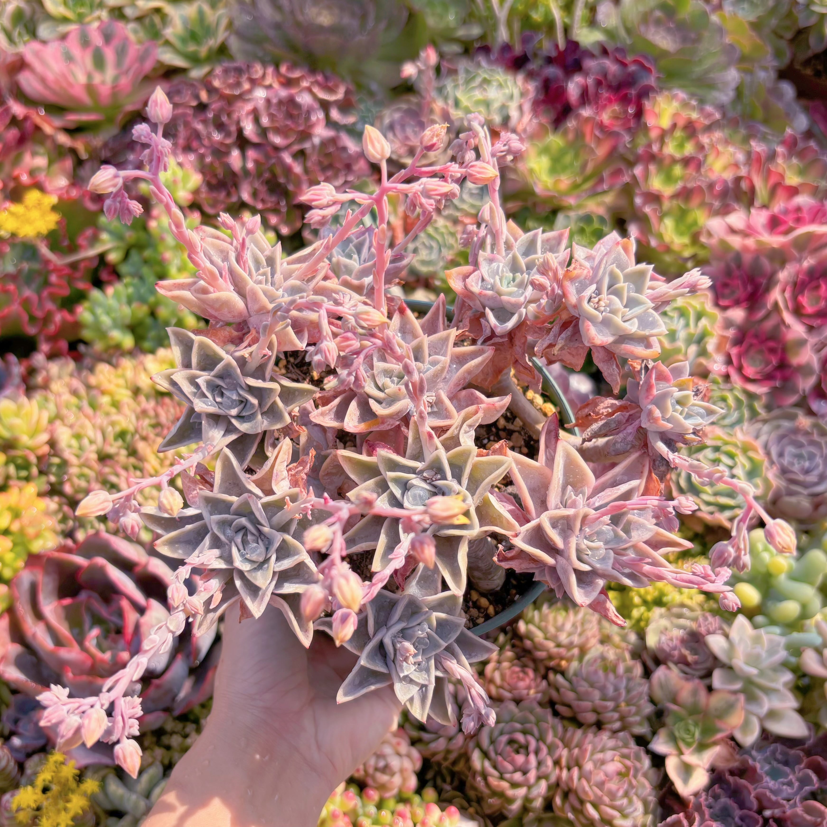 現品　ラブリーローズx白牡丹#M127　新入荷　るる農園