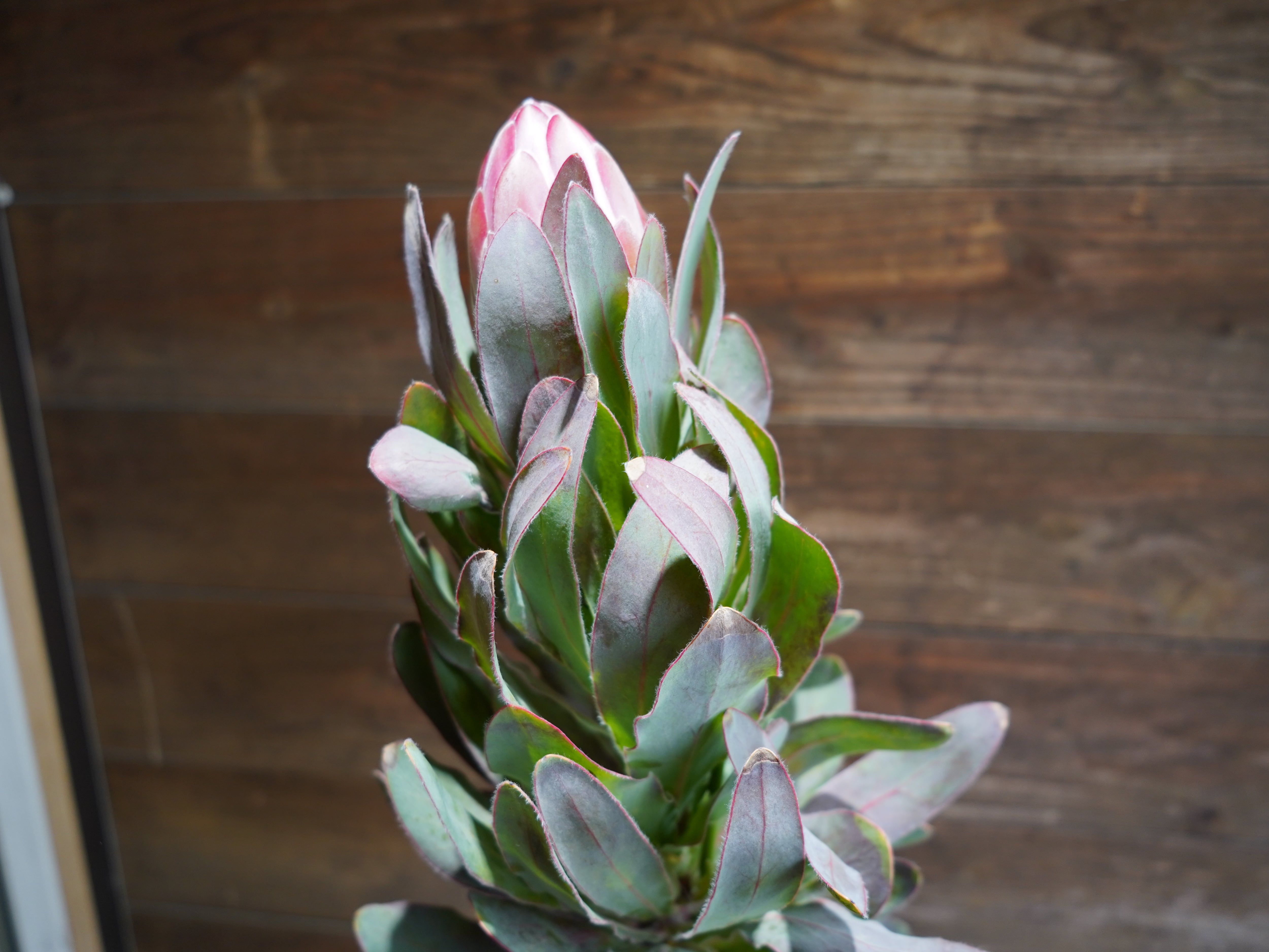 【現物】プロテア ”シルビア”　D