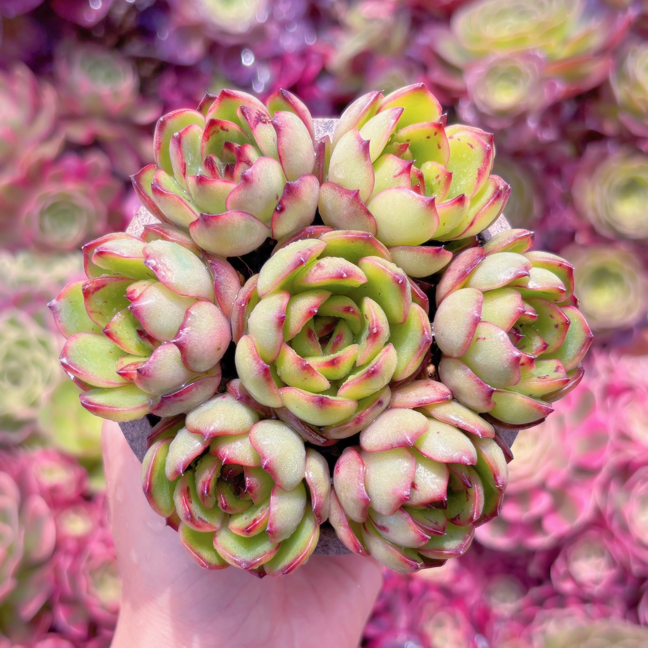774現物 多肉植物 アイスラブリーローズ錦 抜き苗 | PAY ID