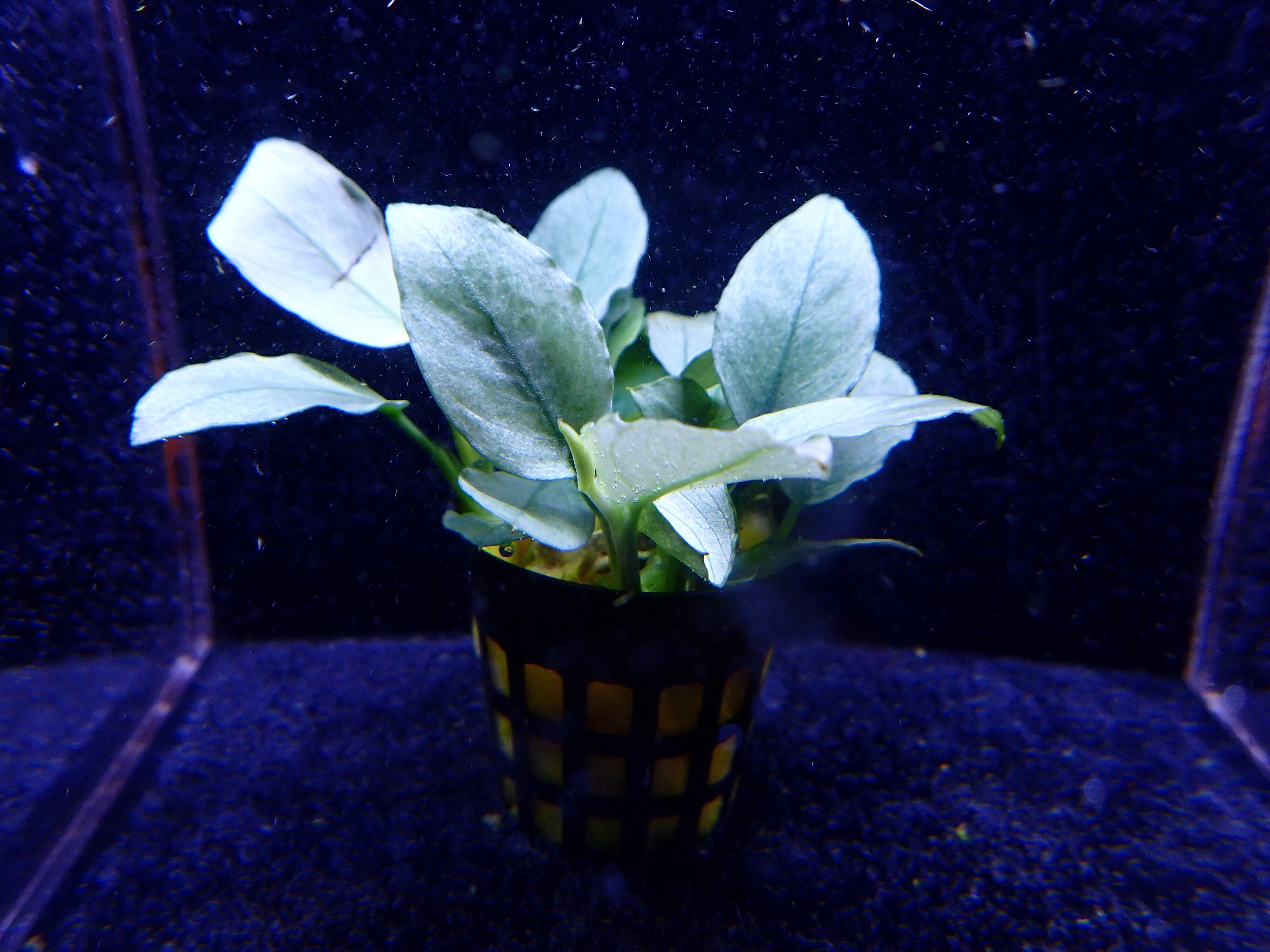 植物 | AQUA SHOP sprout