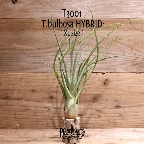 【送料無料】bulbosa HYBRID XL〔エアプランツ〕現品発送T3001