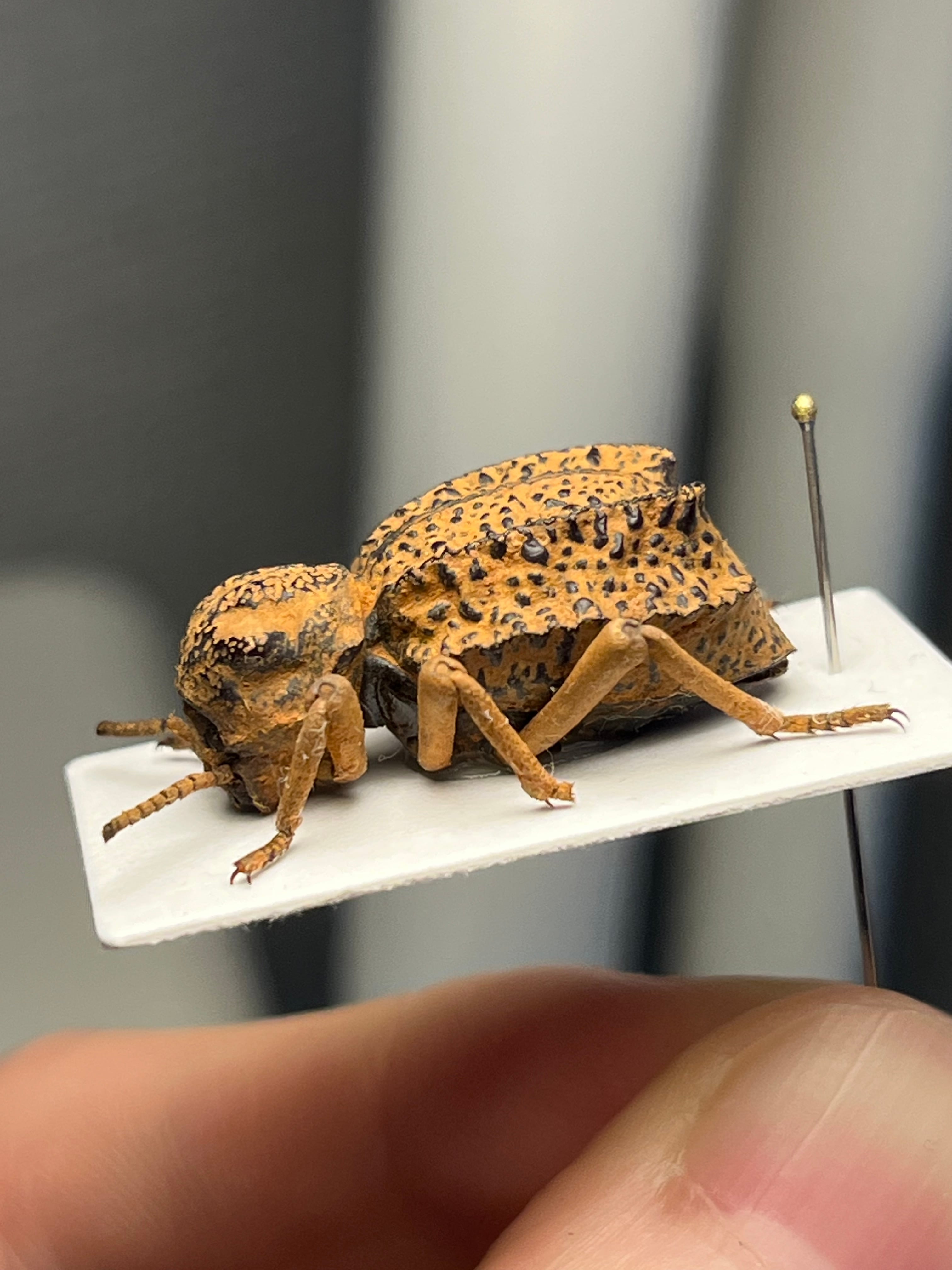 土遁土流壁を使ってきそうなケニアのゴミムシダマシ 標本 キリアツメ
