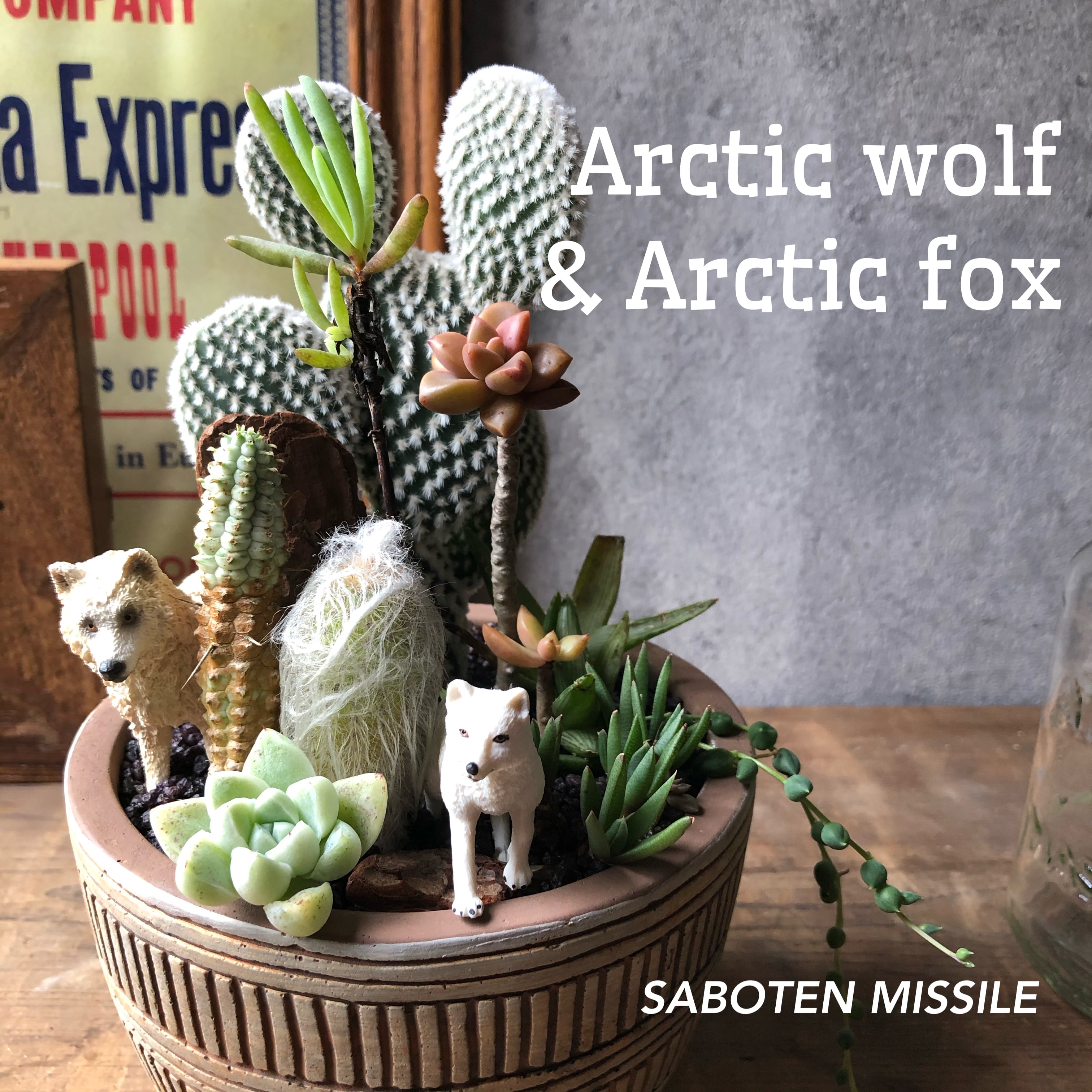 ホッキョクオオカミ&ホッキョクギツネ | SABOTEN MISSILE