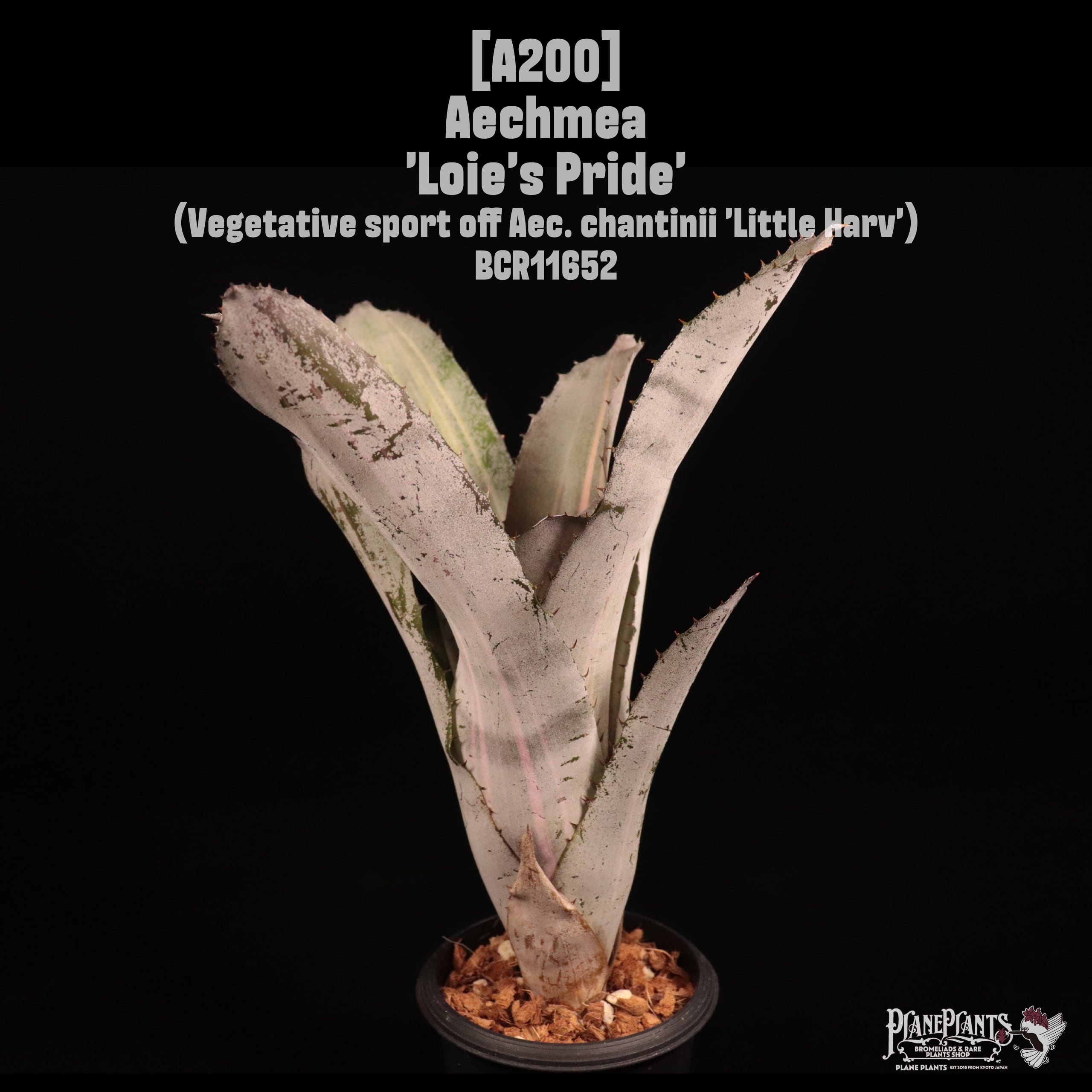 送料無料】Aechmea chantinii (Black Select×Black Ebony) ×(Black