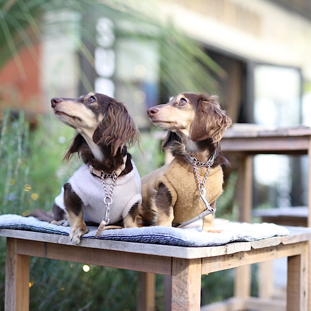 ビーバーニット | カニンヘンダックスとミニチュアダックス専門のお