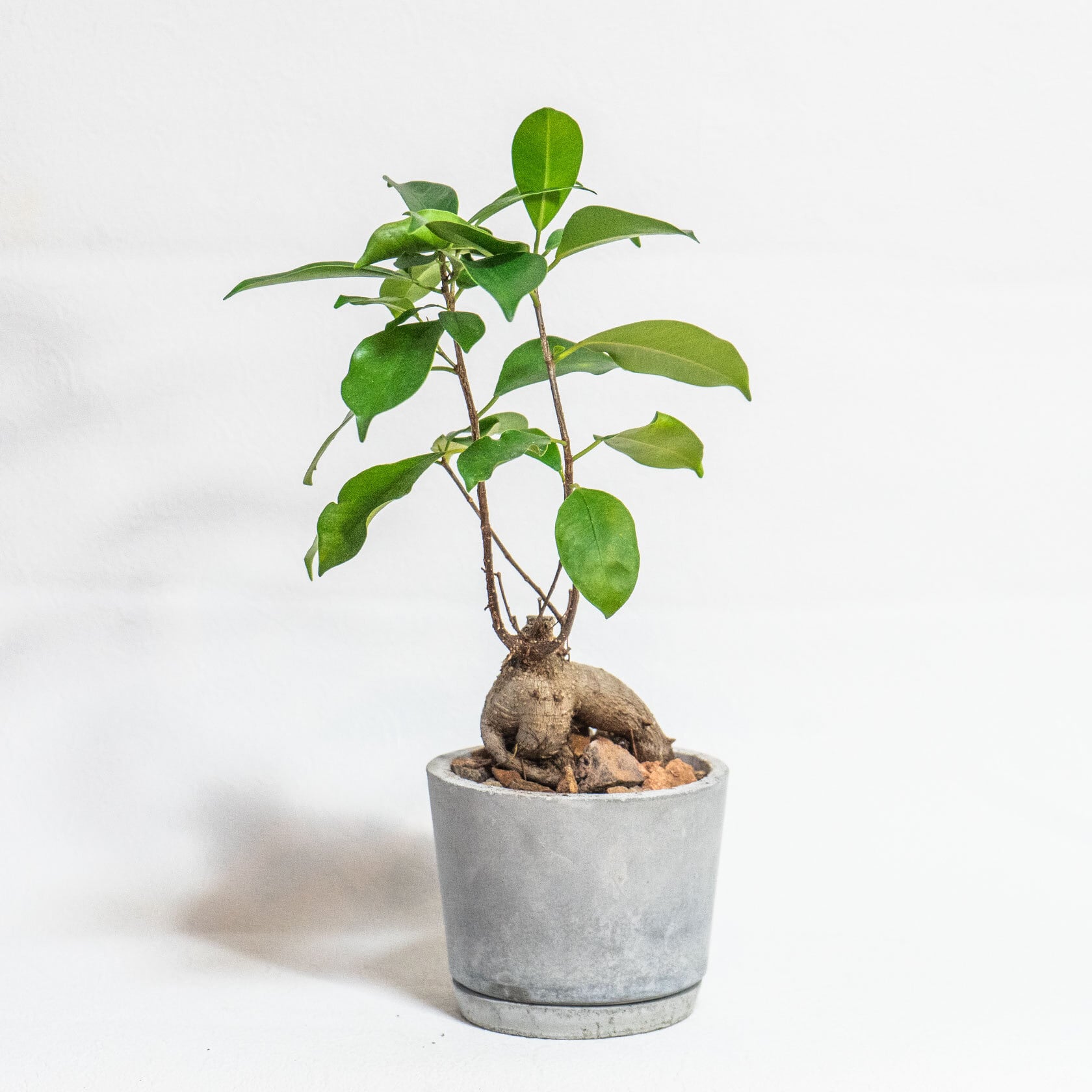 ≪ 観葉植物 ≫室内管理もオッケーなガジュマルの鉢植え｜ざらっとした風合いの手づくりモルタル鉢