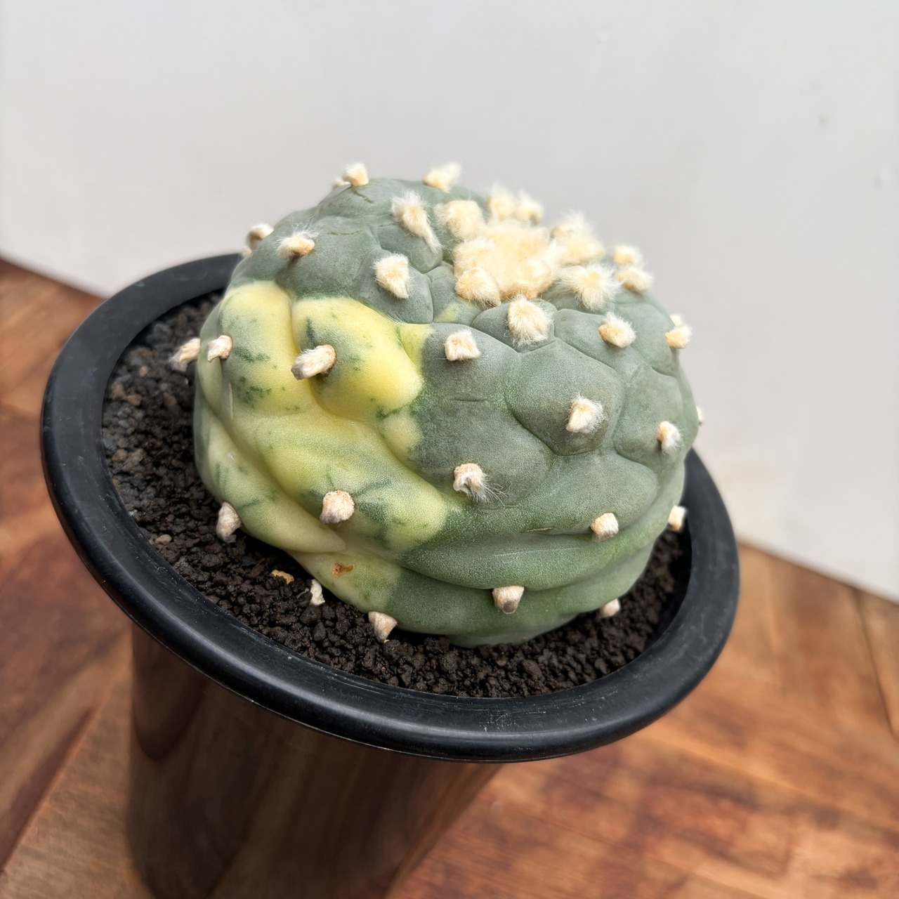 Lophophora diffusa variegata【ロフォフォラ・翠冠玉錦】