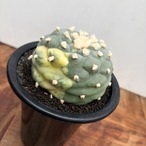 Lophophora diffusa variegata【ロフォフォラ・翠冠玉錦】
