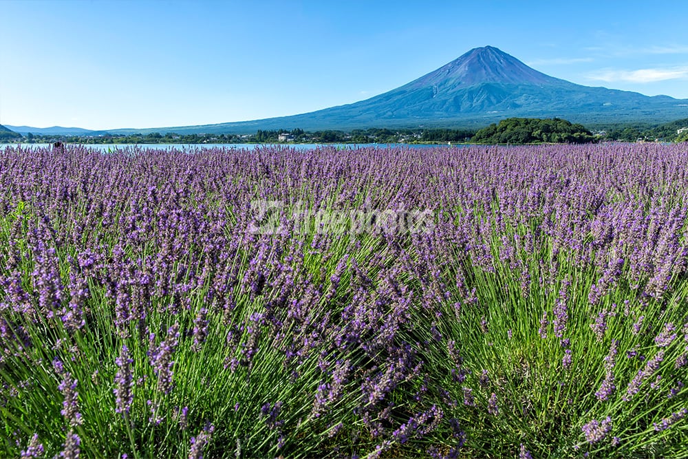 河口湖のラベンダーと富士山
