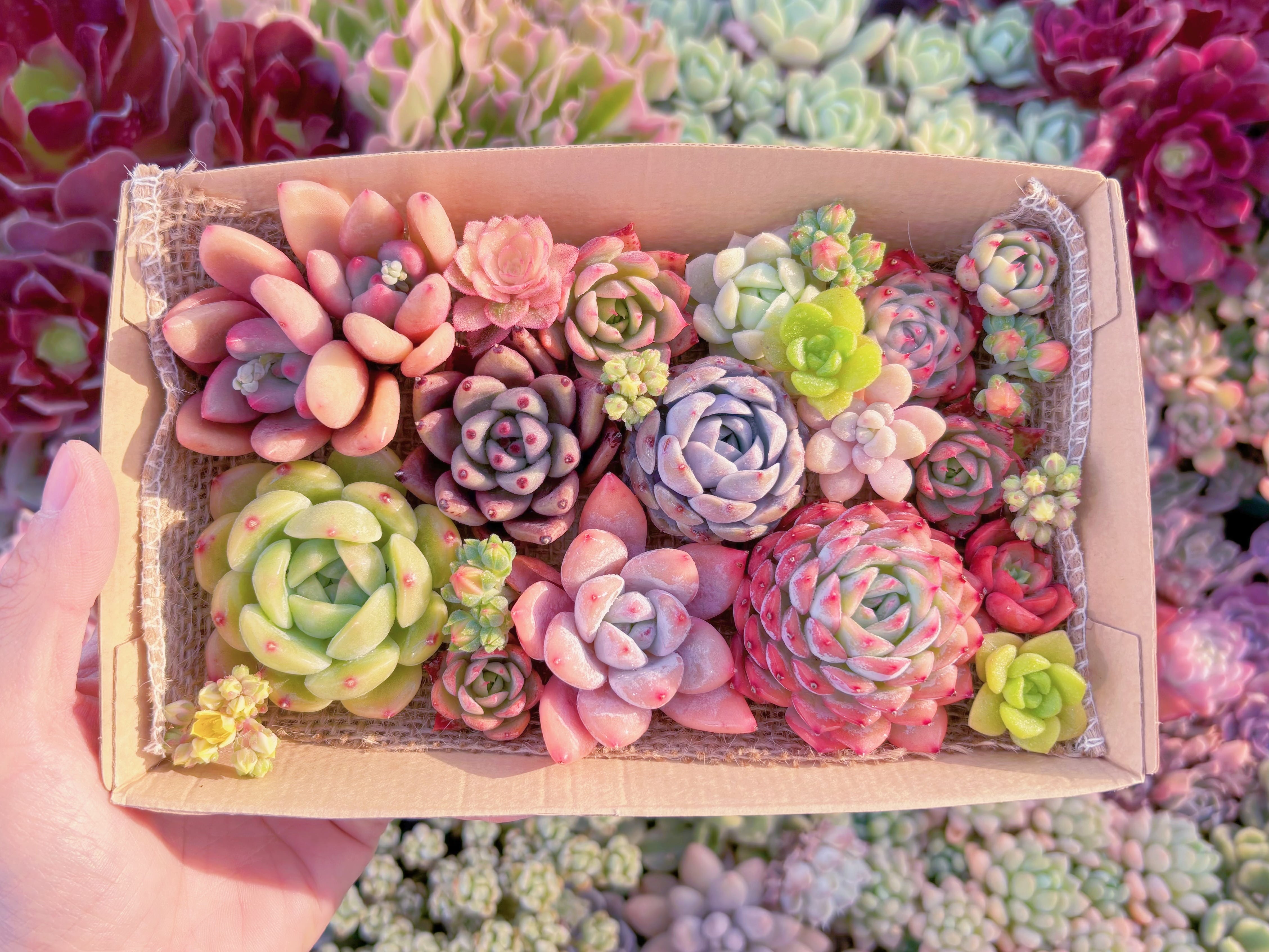 現品　寄せ植えセット#E13　12cmx20cm　るる農園