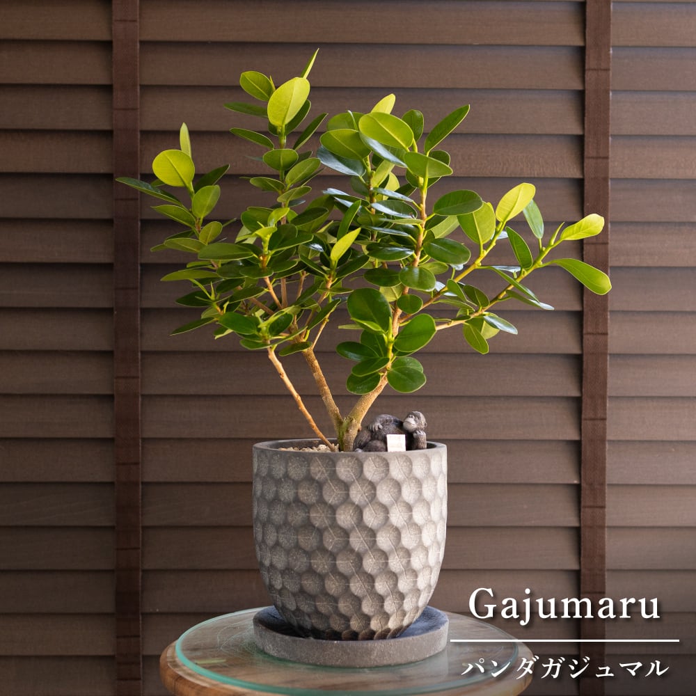 パンダガジュマル 5号 陶器鉢 ピック付 観葉植物 ガジュマルの木 多幸の木 ガジュマル 0315NV