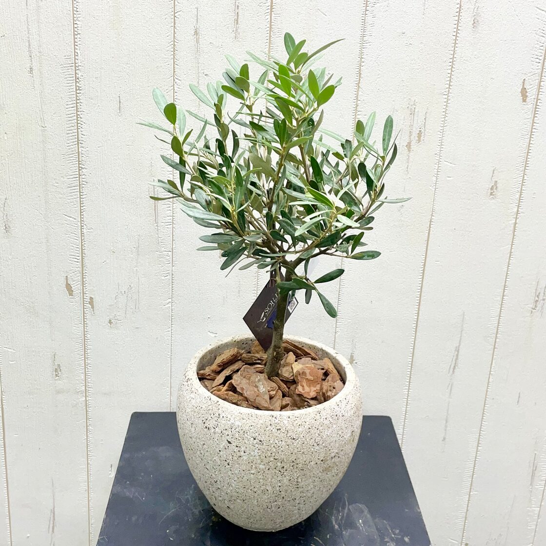 厳選樹形！ オリーブの木 シプレッシーノ（チプレッシーノ） souju  
