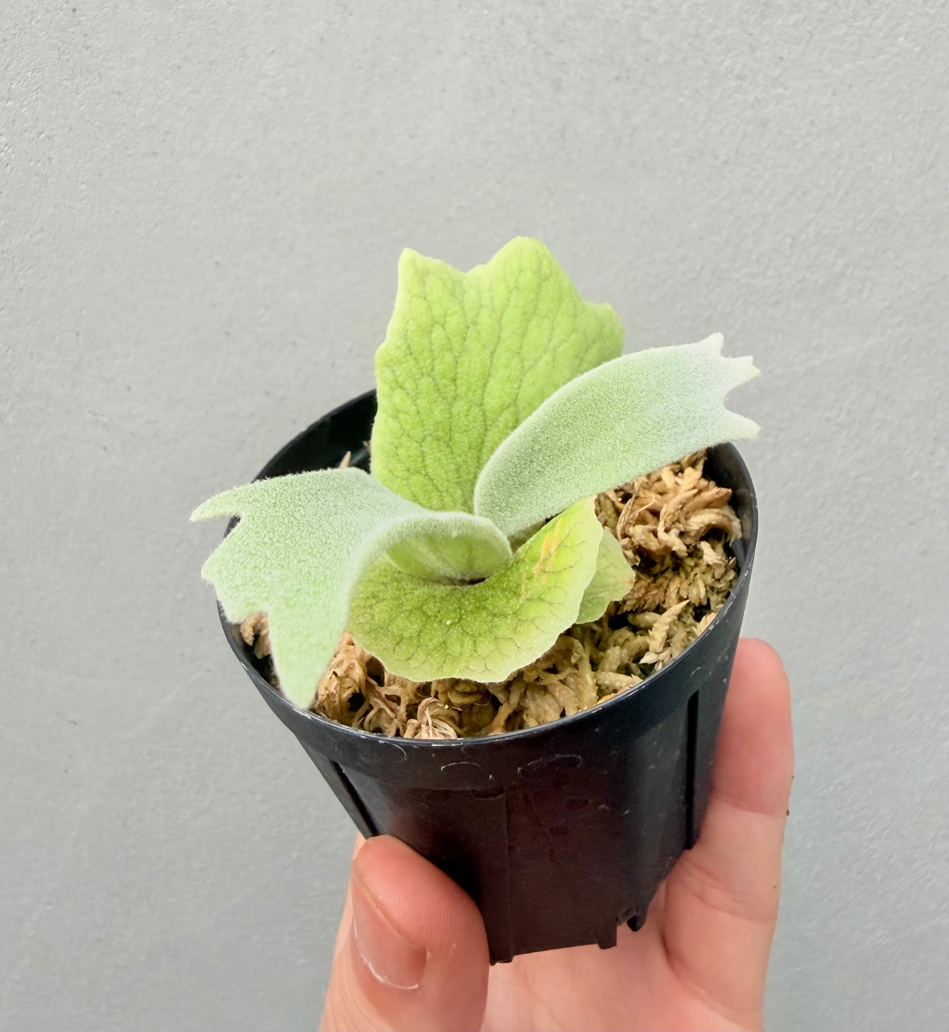 c) P. willinckii 'Frosty Maiden' spore grown ②ビカクシダ