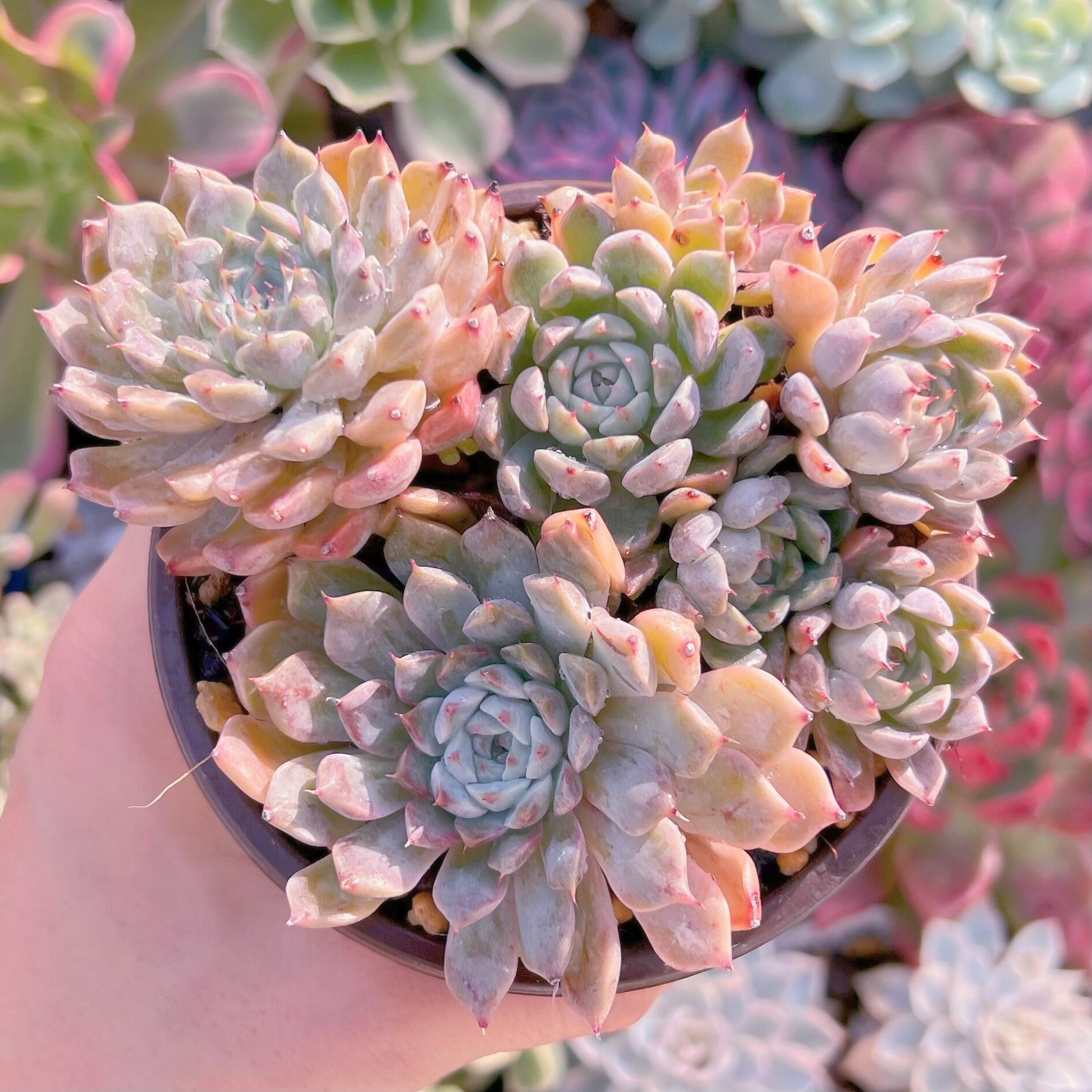 現品　芍薬#1177   古株   るる農園