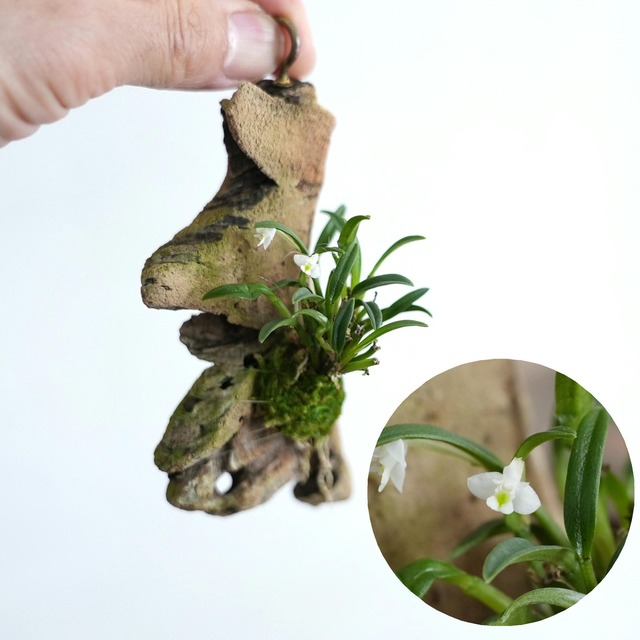 カデチア フニフォルミス Cadetia funiformis【ミニコルク着生ラン】＃12