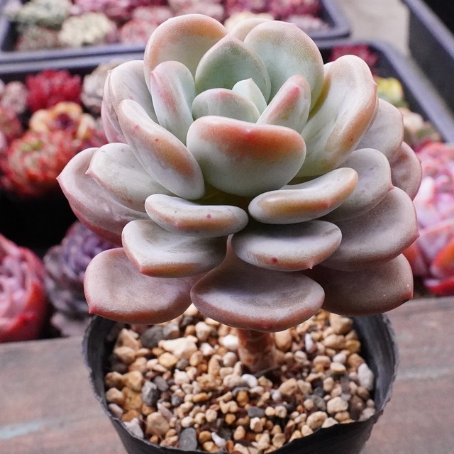 人気【アイスクリーム】韓国多肉　丸葉が可愛い