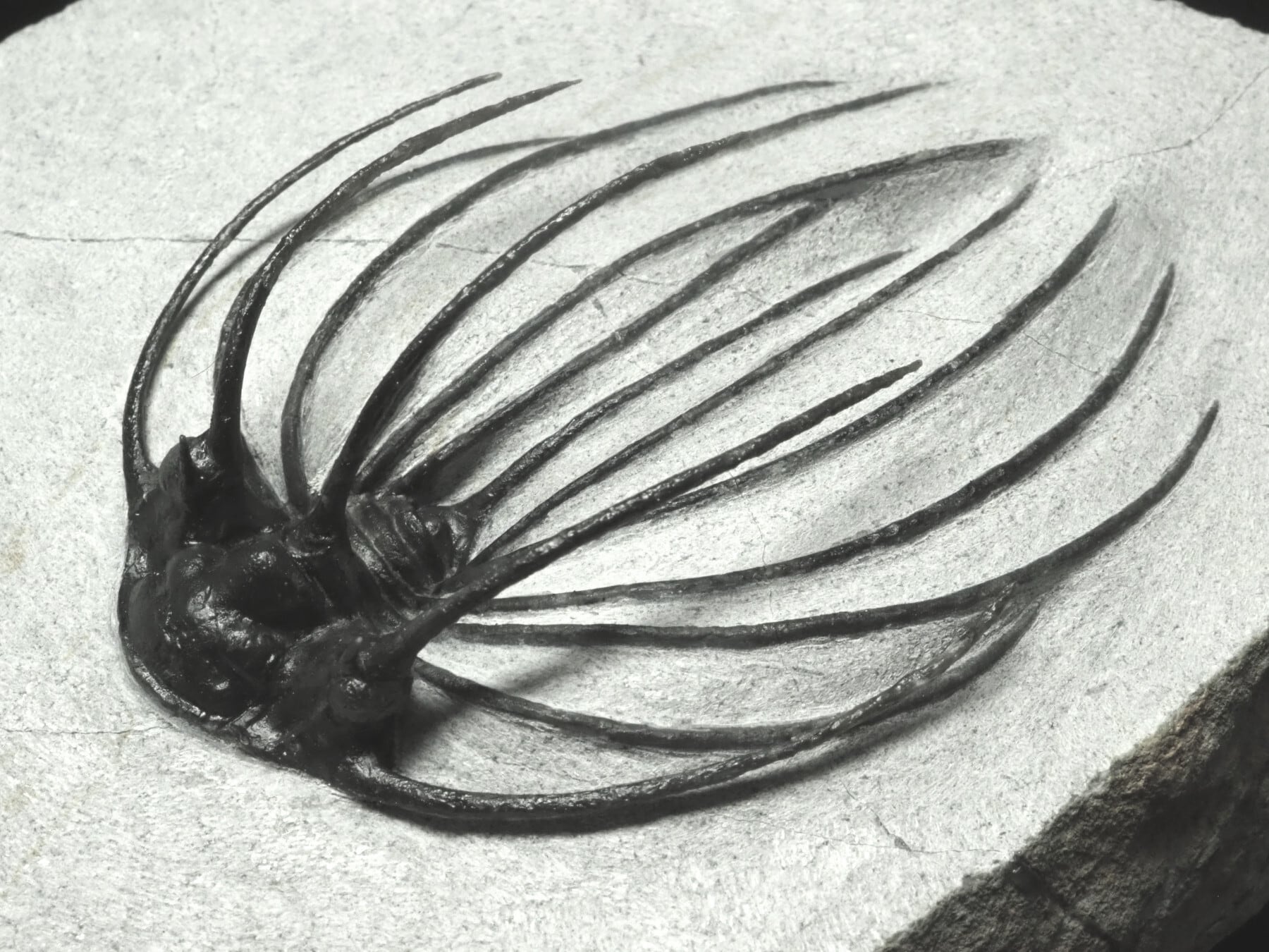 Trilobites / 三葉虫 | 化石・隕石・鉱物の販売 JURASSIC