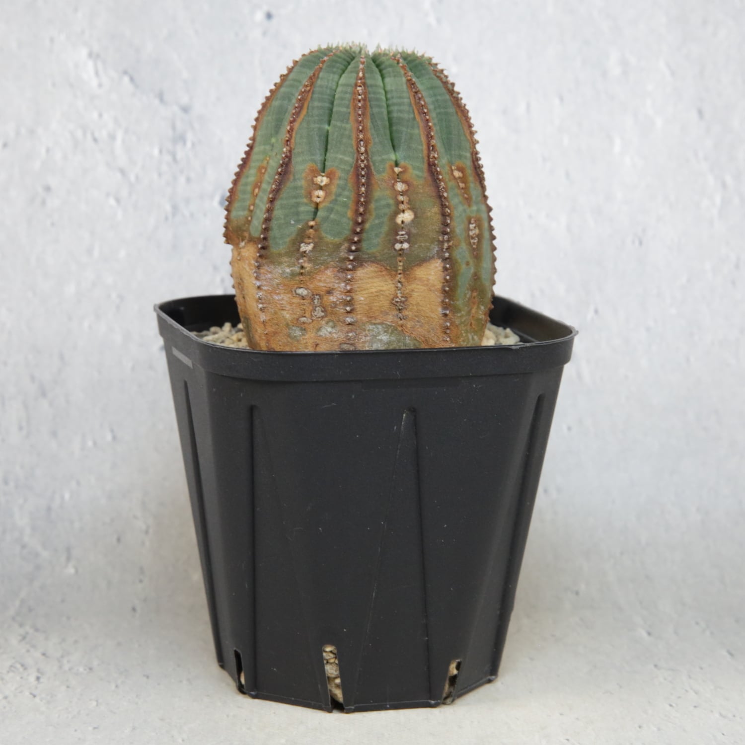 ユーフォルビアオベサ木質化多陵 木質化】多稜タイプ Euphorbia Obesa ユーフォルビア オベサ