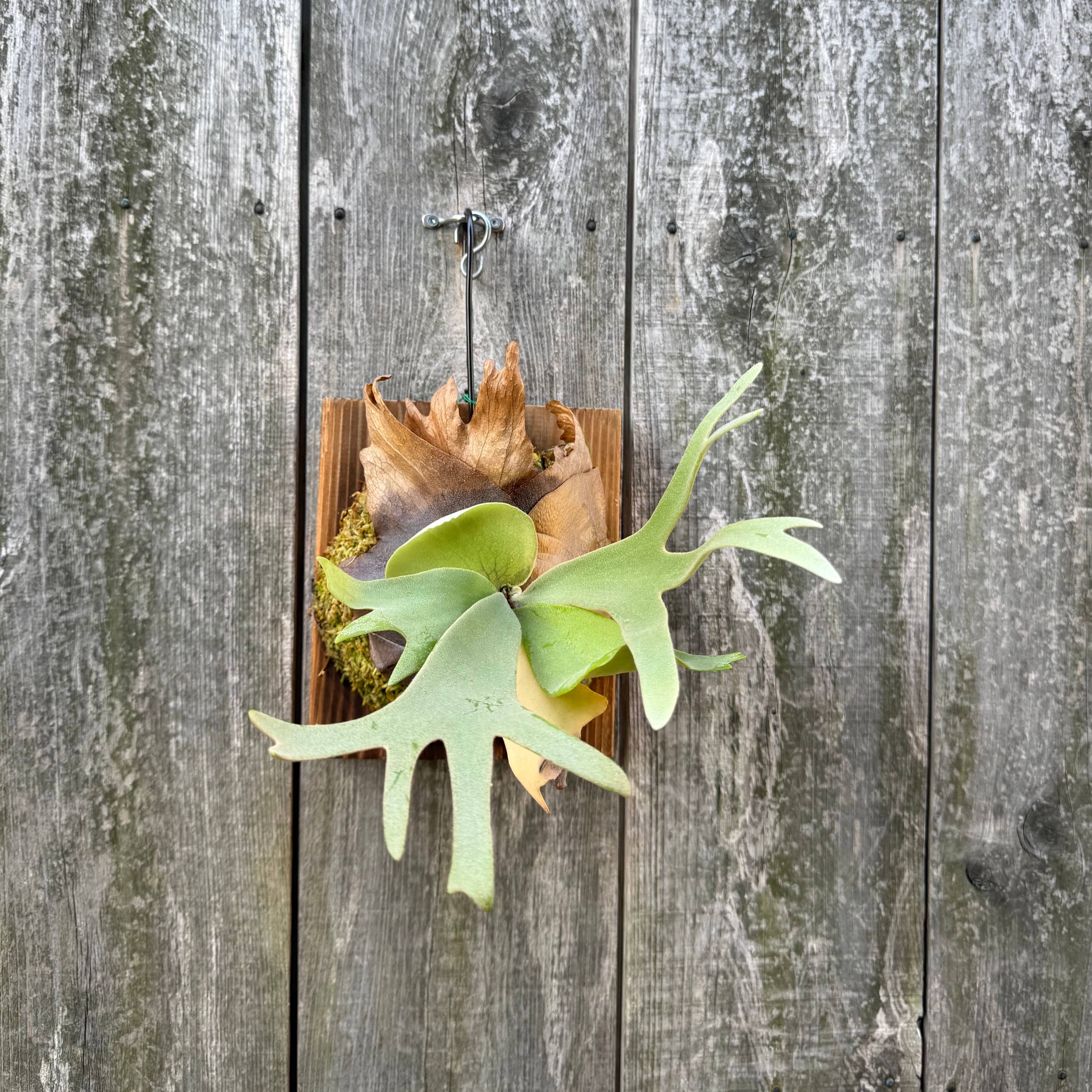 P. willinckii cv. North Star Sporeling select | naturefix