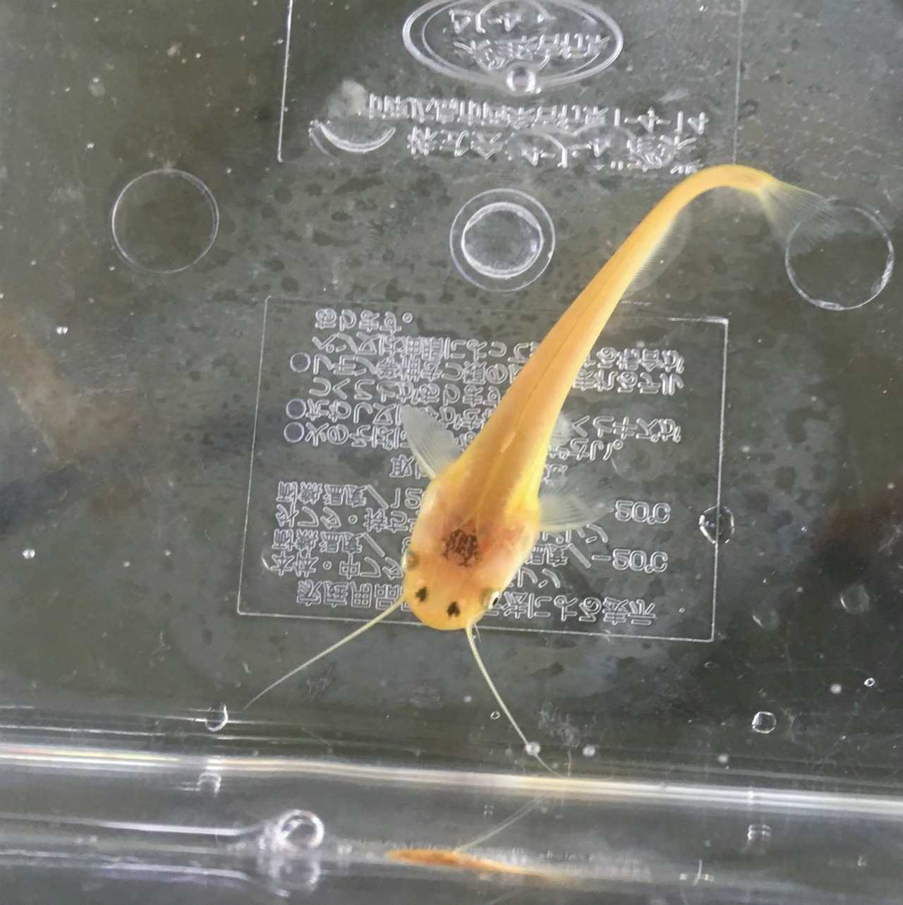 （淡水魚）イワトコナマズ　5～8ｃｍ±　（1匹）【生体】