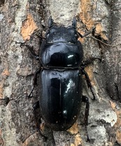 【WD】《スマトラオオヒラタ ベンクール産 85mm ペア》