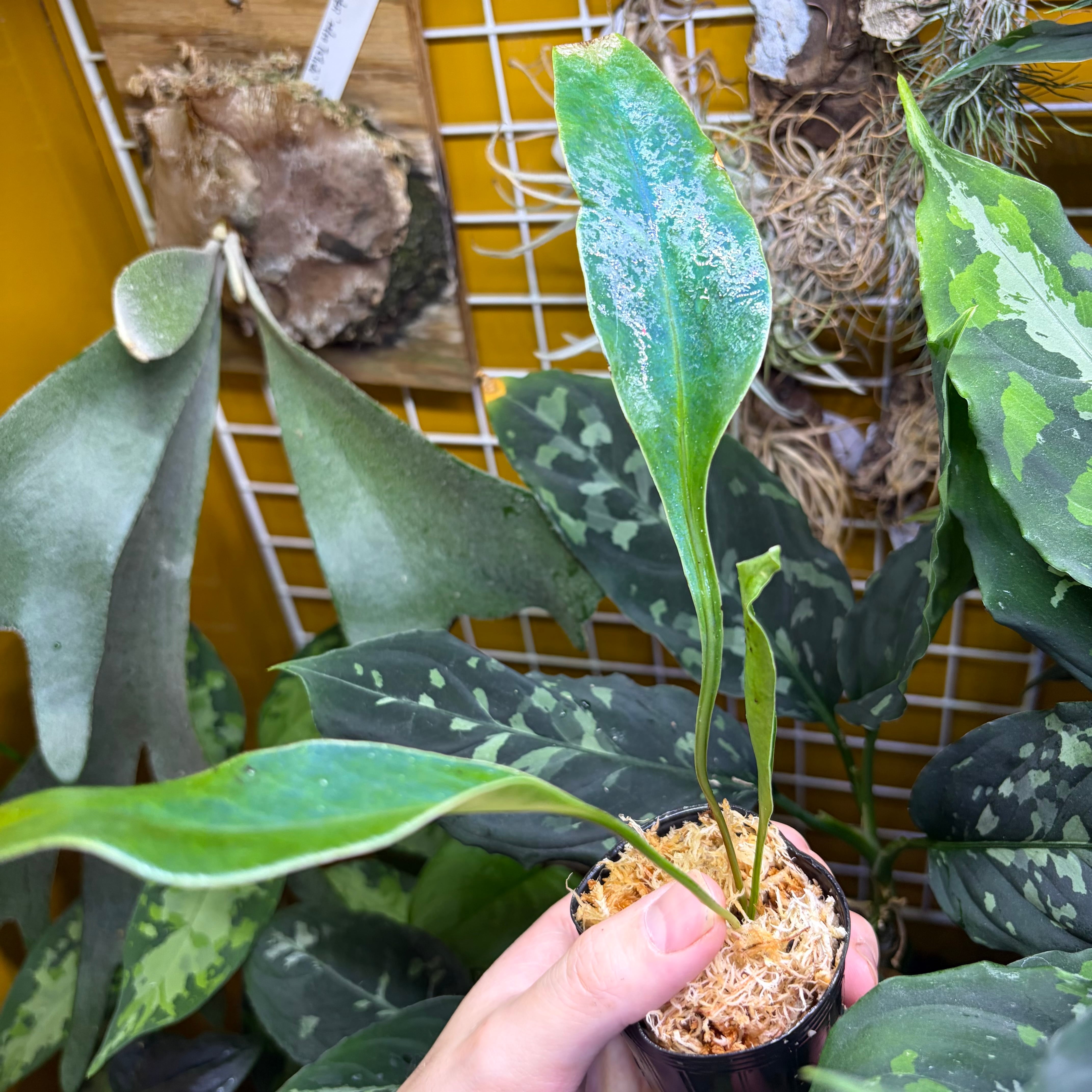 Microsorum siamensis ミクロソリウム サイアメンシス ① | 熱帯雨林