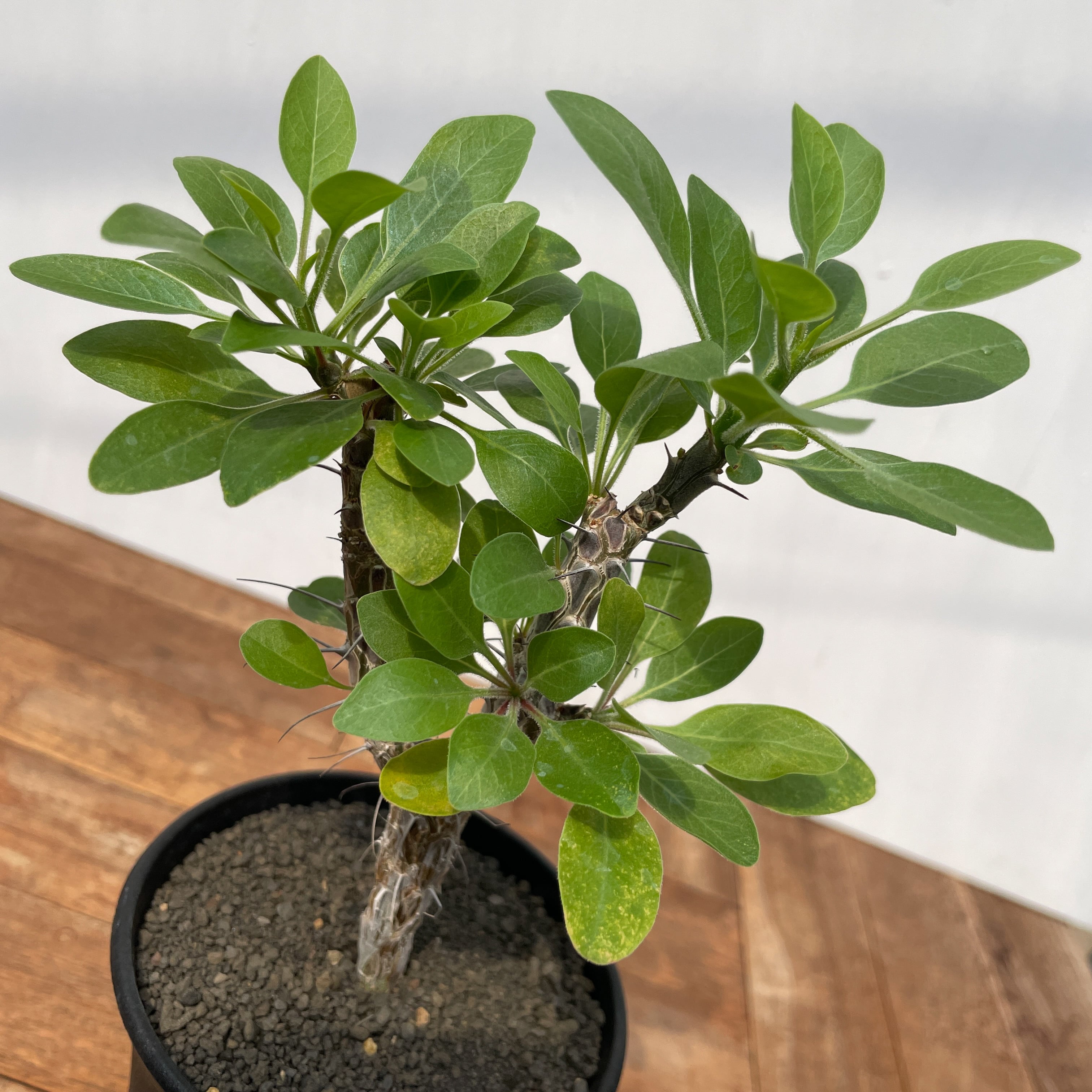 Fouquieria diguetii 【フォークイエリア・ディグエッティ・実生