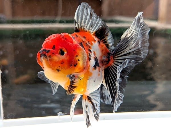 ★らん弐ちゃん★　西大関系統！　☆当歳魚☆　10cm　（208） らん弐ちゃんファーム