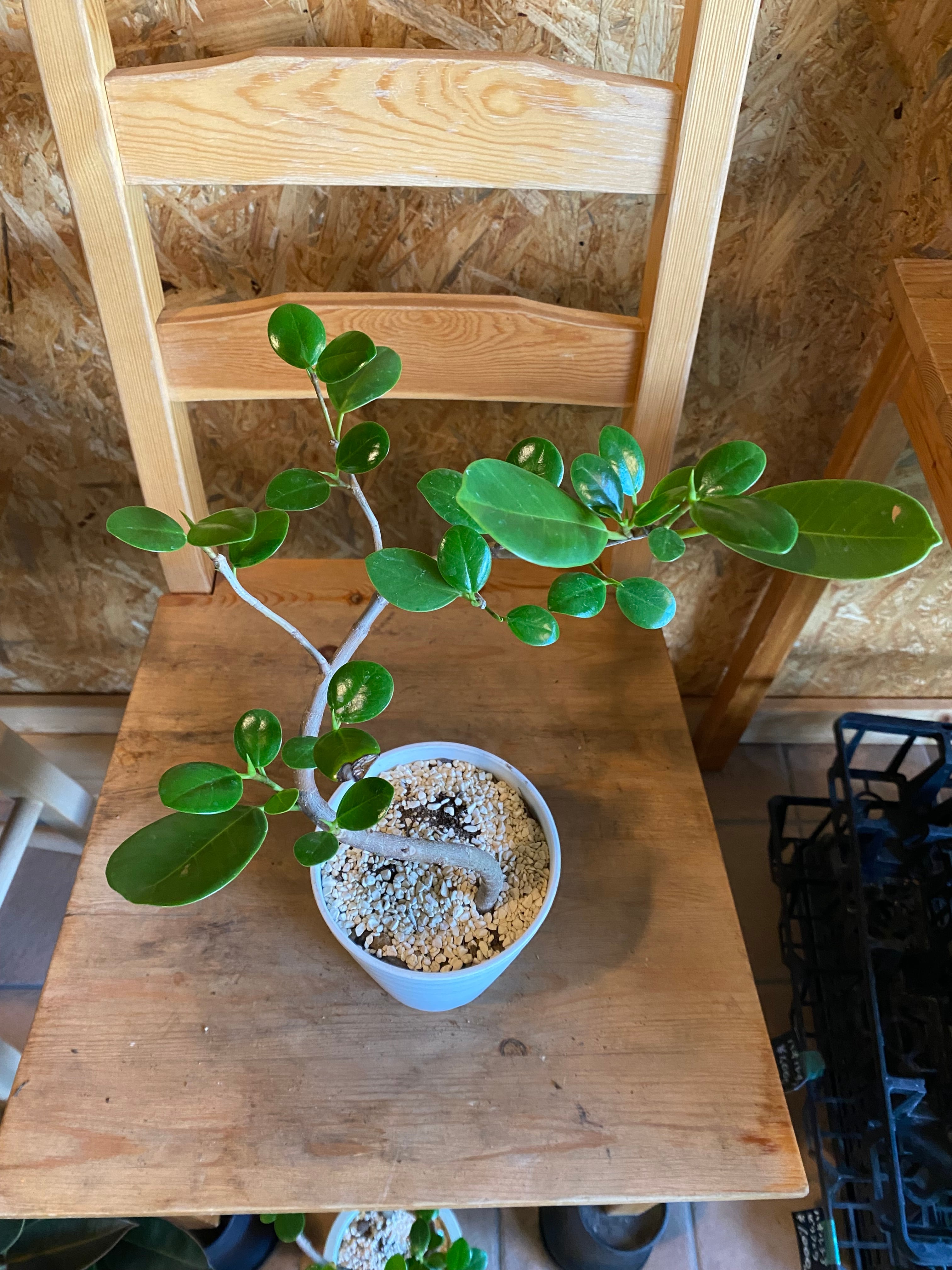 【希少】パンダガジュマル 楽天市場】【希少種】 ガジュマル（パンダ） セメント