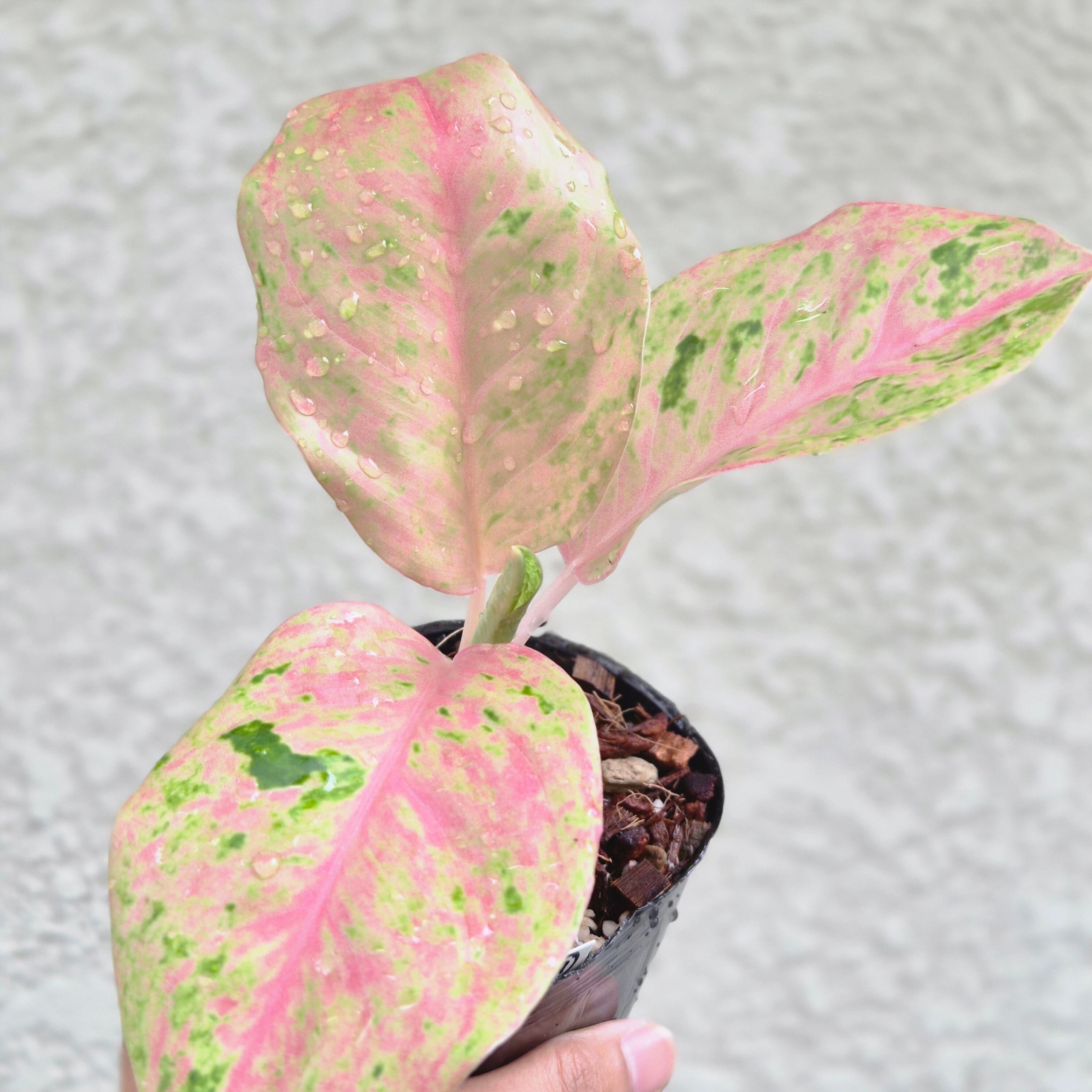 ⑨《Aglaonema Kamlai Thong》アグラオネマ カムライトーン 観葉植物 / レッドリーフ/ポット発送