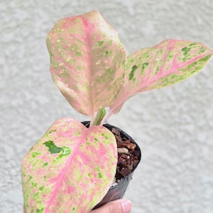 ⑨《Aglaonema Kamlai Thong》アグラオネマ カムライトーン 観葉植物 / レッドリーフ/ポット発送