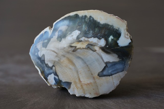 珪化木 Araucarioxylon 791