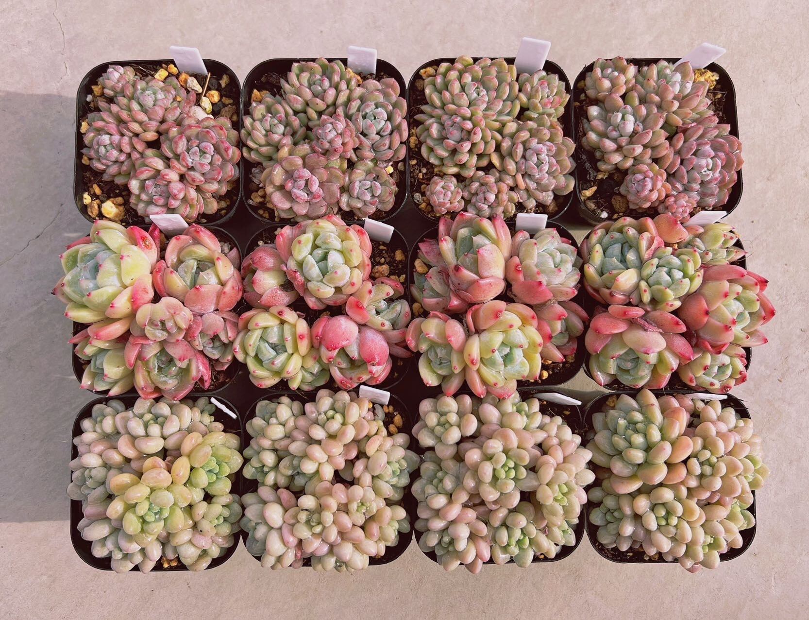 セット025(1月26日base販売会)